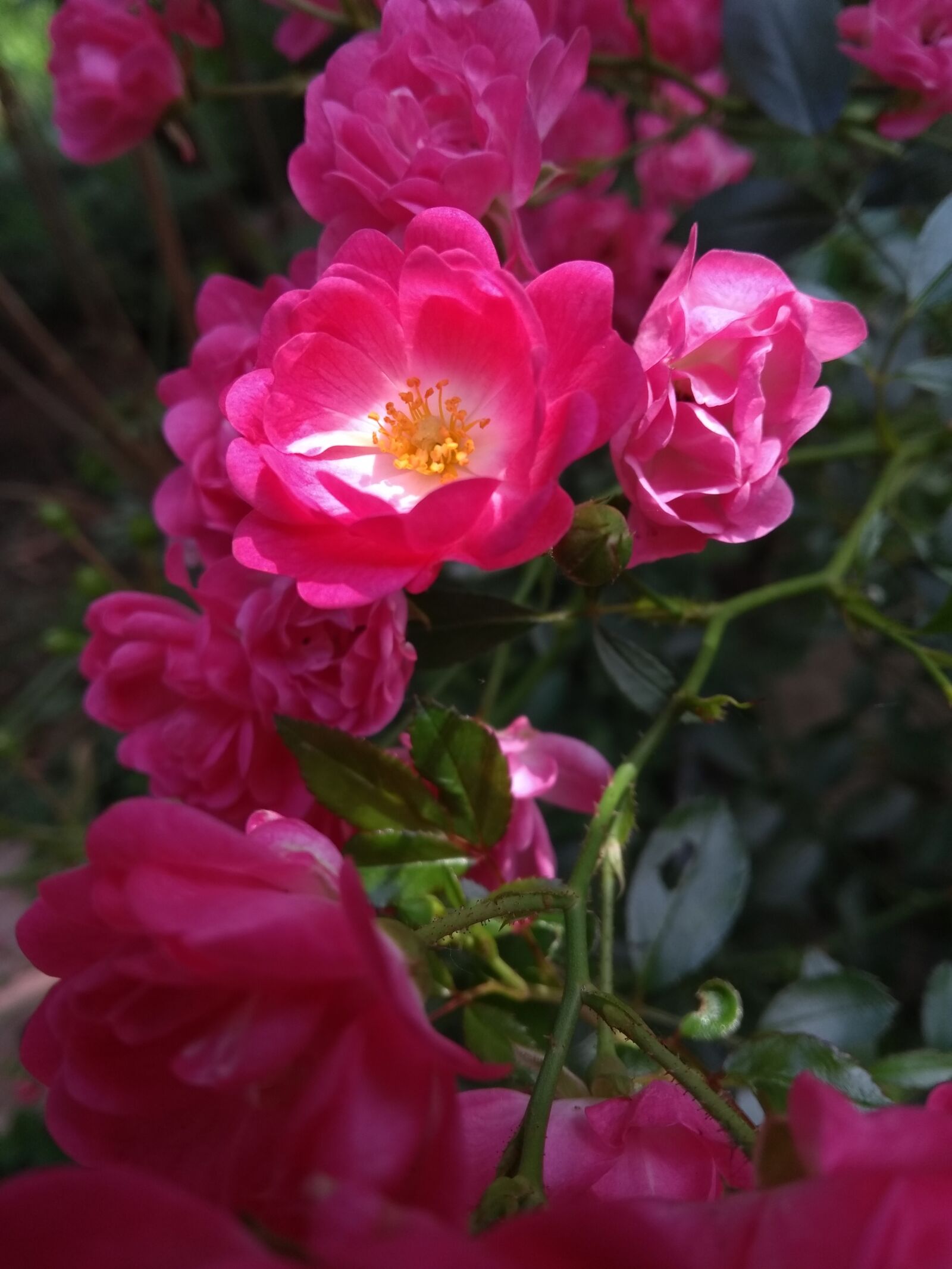 Motorola Moto G (5th Gen) sample photo. Roses, pink, nature photography