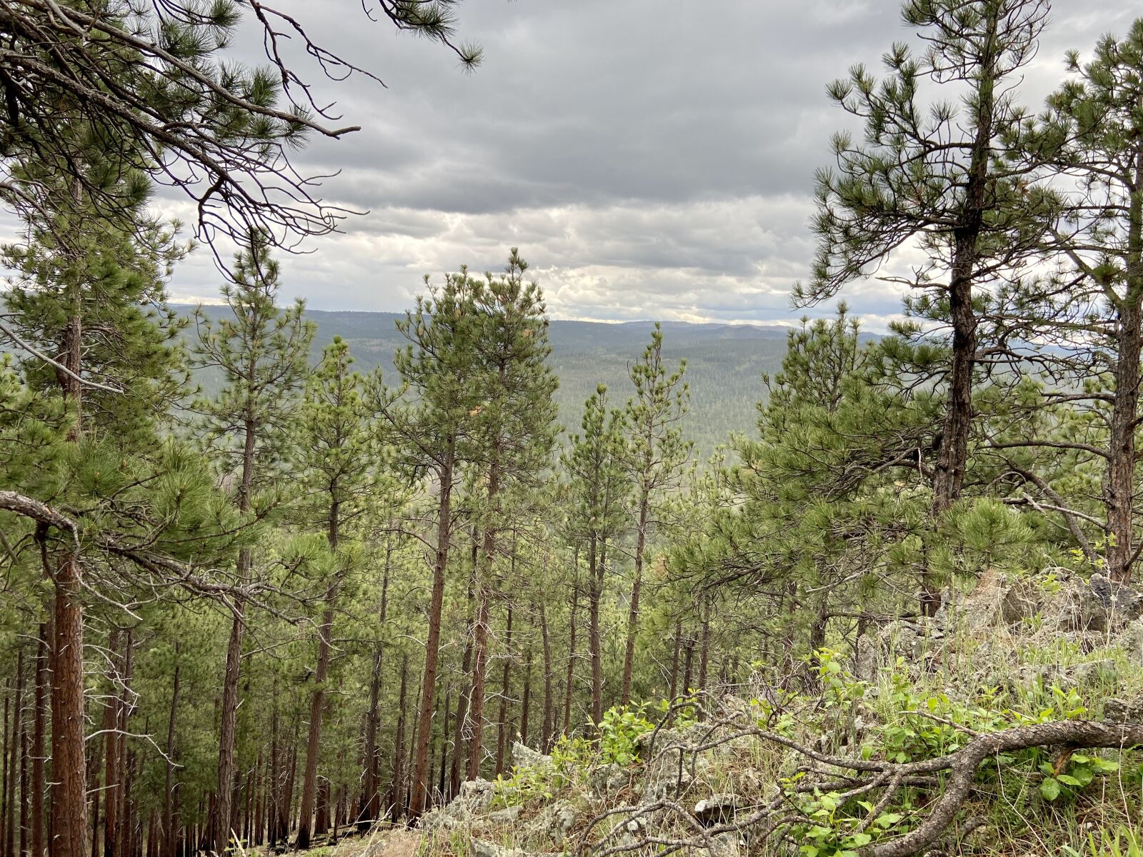 Apple iPhone 11 sample photo. Crow, peak, hike photography