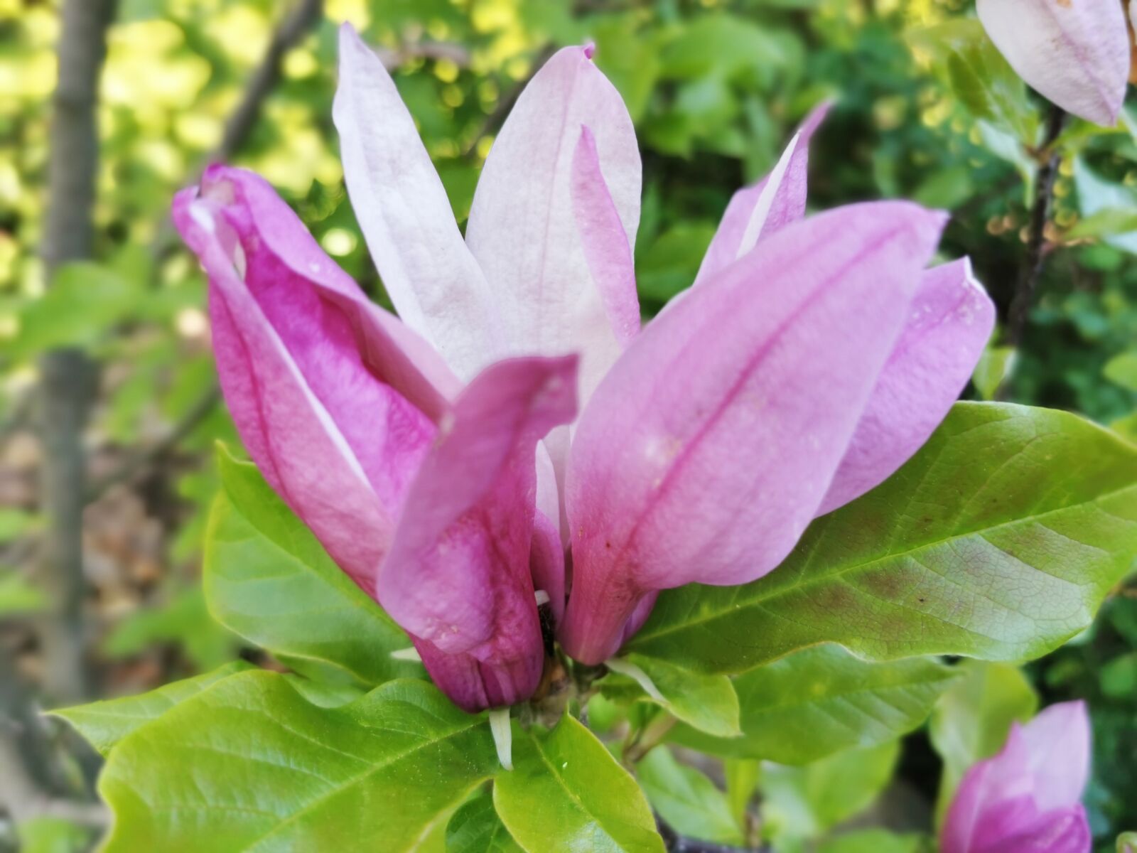 HUAWEI P30 Pro sample photo. Magnolia, pink, magnolia blossom photography