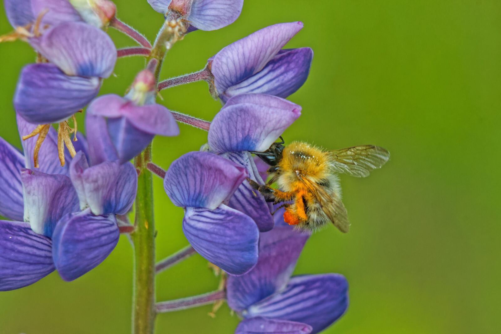 Canon EOS 500D (EOS Rebel T1i / EOS Kiss X3) sample photo. Bumblebee, macro, flower photography