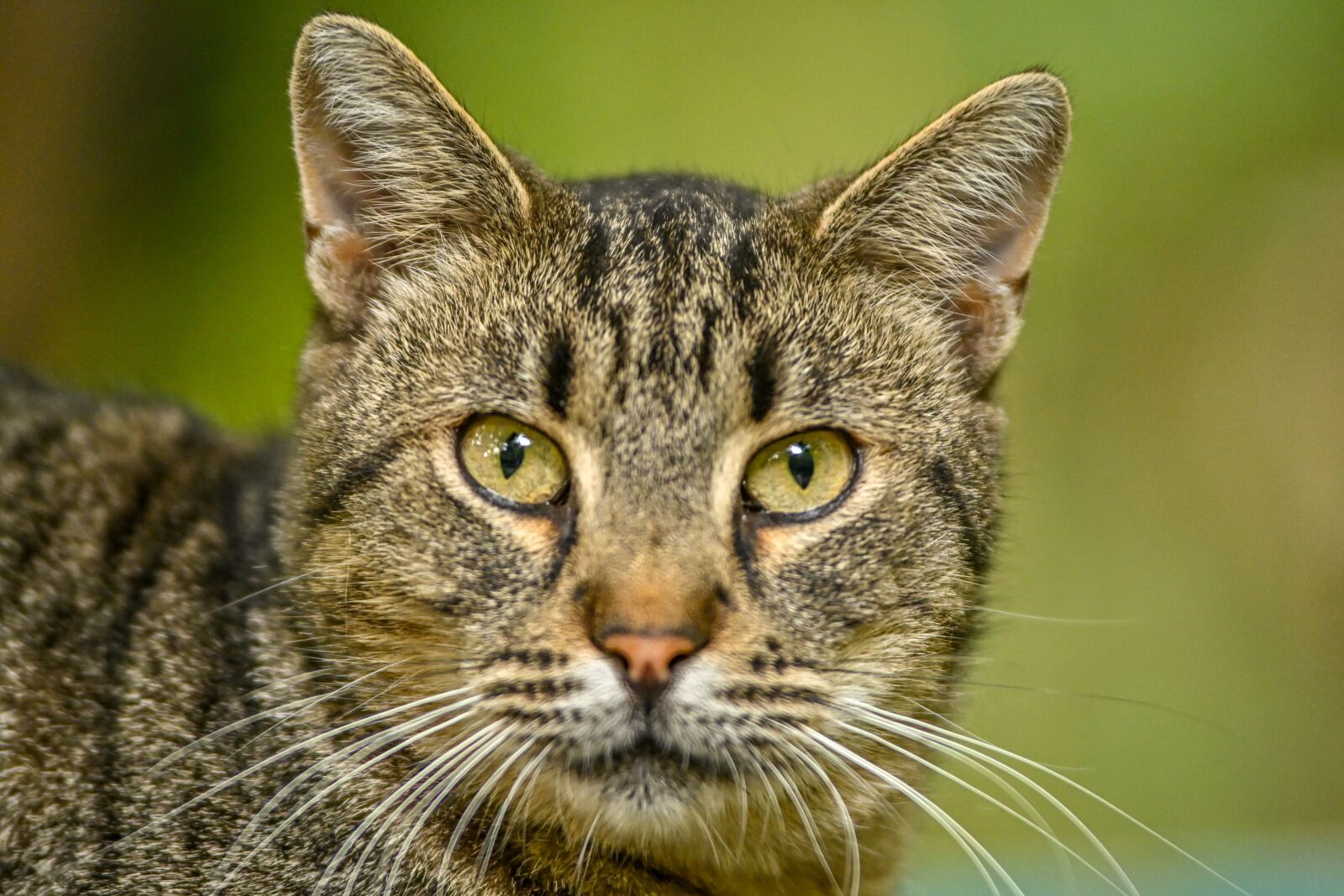 Nikon Z 50 sample photo. Cat, cat eyes, animal photography