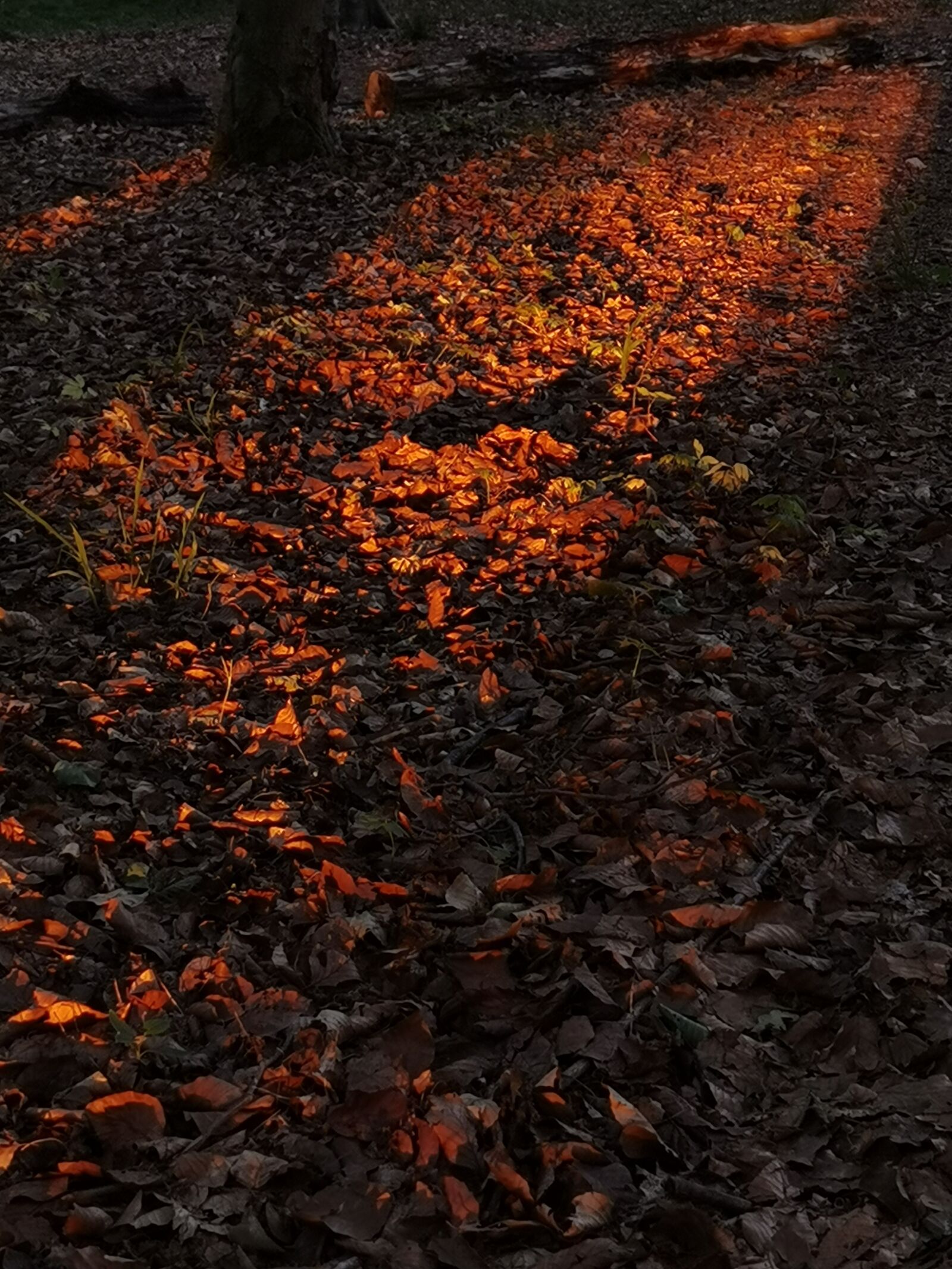 HUAWEI ELS-NX9 sample photo. Forest, light, shadow photography
