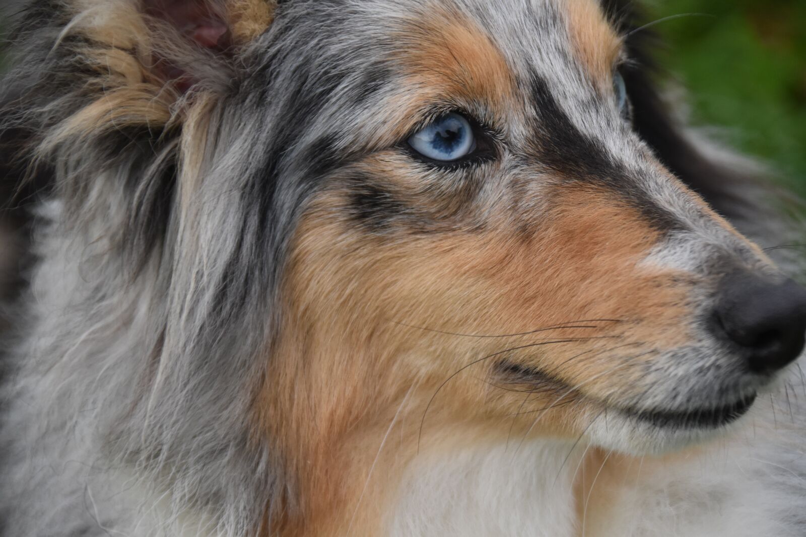 Nikon D5600 sample photo. Dog, bitch, shetland sheepdog photography