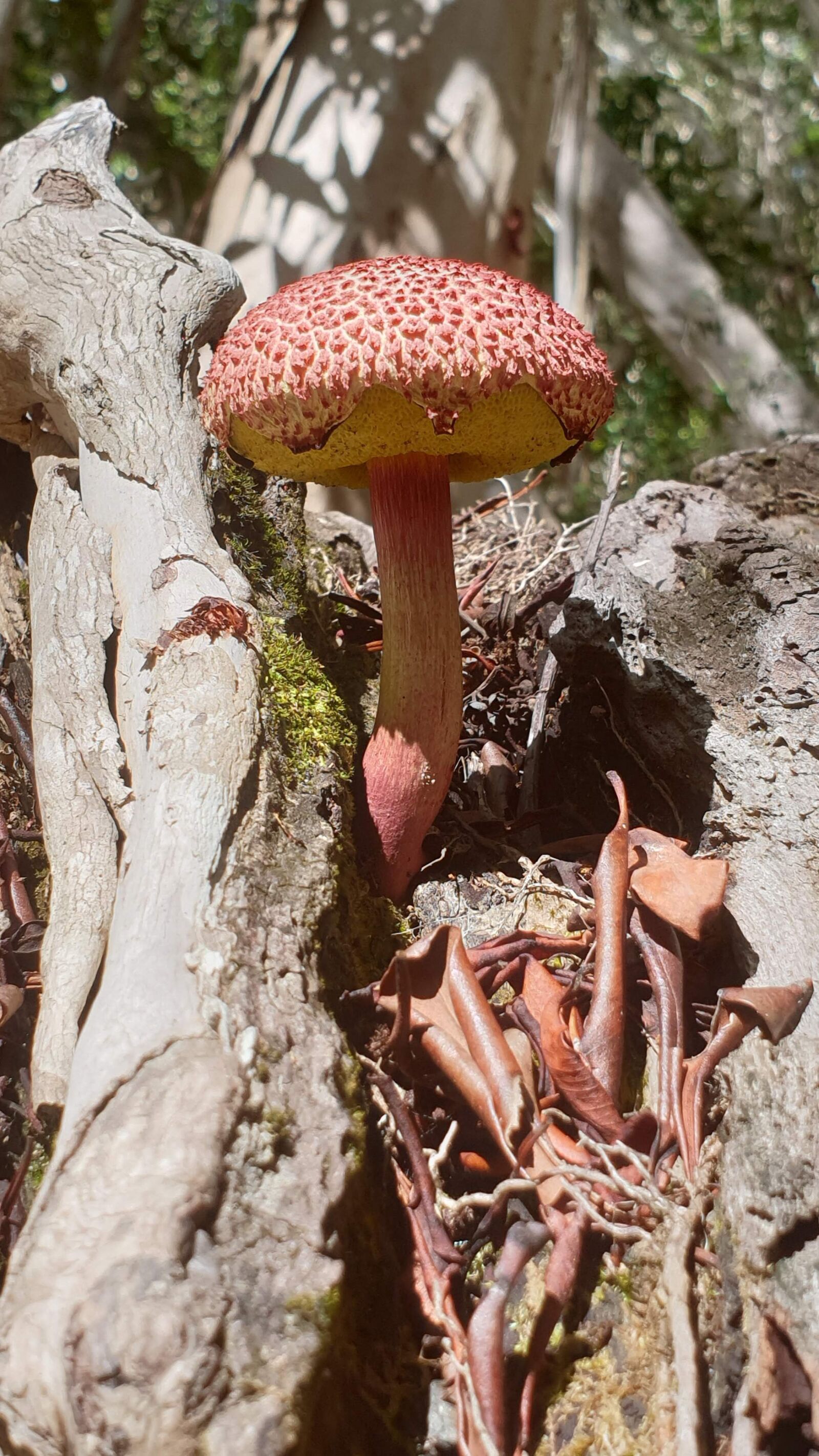 Samsung Galaxy S9+ sample photo. Fungus, toadstool, bolete photography