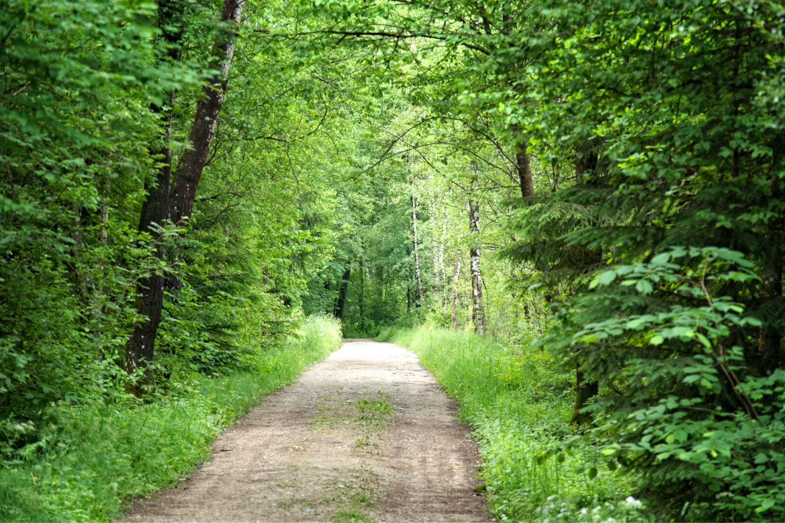 55.0-200.0mm f/4.0-f/5.6 sample photo. Forest, away, nature photography