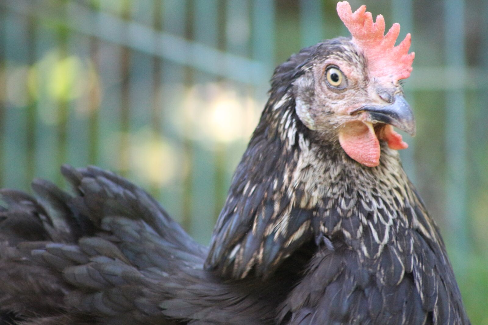 Canon EF75-300mm f/4-5.6 sample photo. Chicken, feather, bird photography