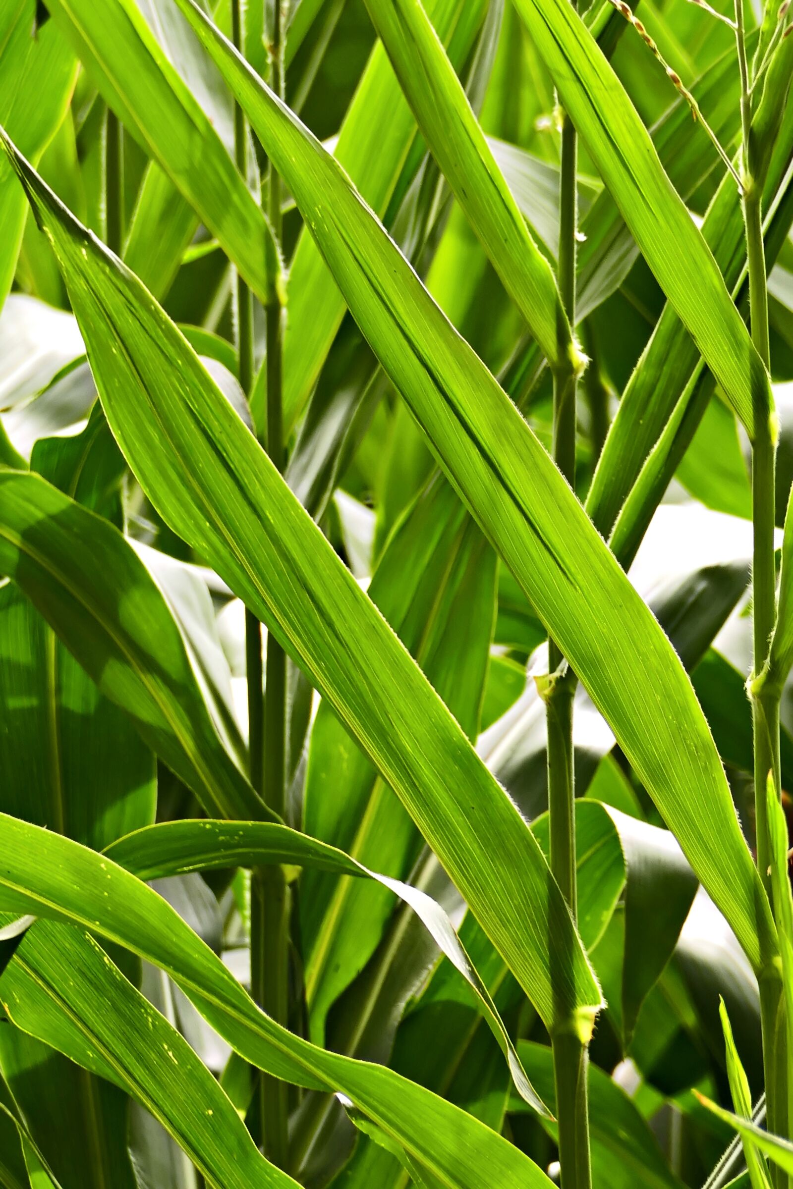 Panasonic Lumix DMC-FZ1000 sample photo. Corn plant, leaves, cornfield photography