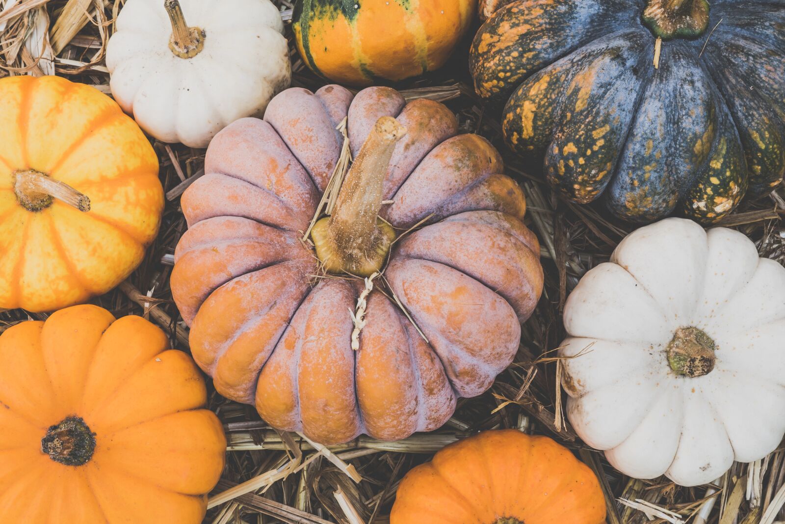 Sony ILCA-77M2 + Sony DT 50mm F1.8 SAM sample photo. Pumpkin, pumpkins, autumn photography