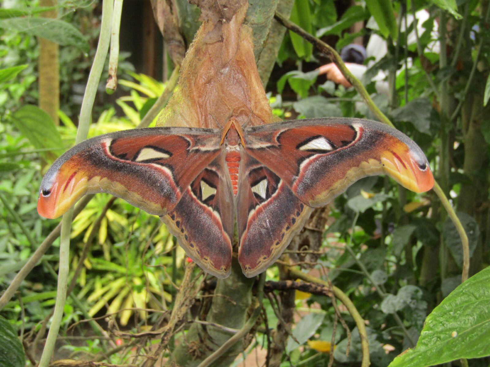 Canon PowerShot SX410 IS sample photo. Butterfly, animal, insect photography