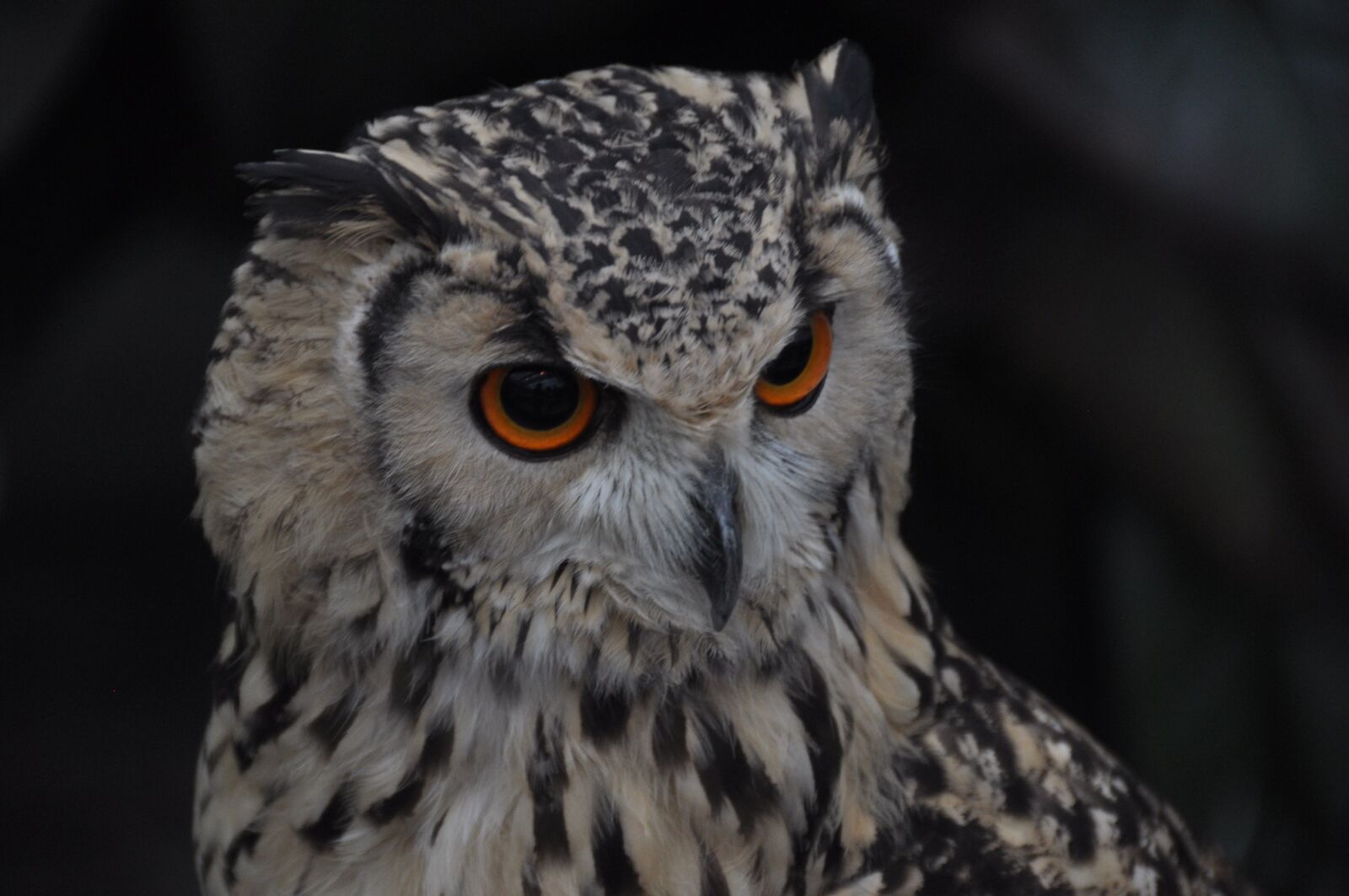 Nikon D90 sample photo. Bird, owl, creatures photography