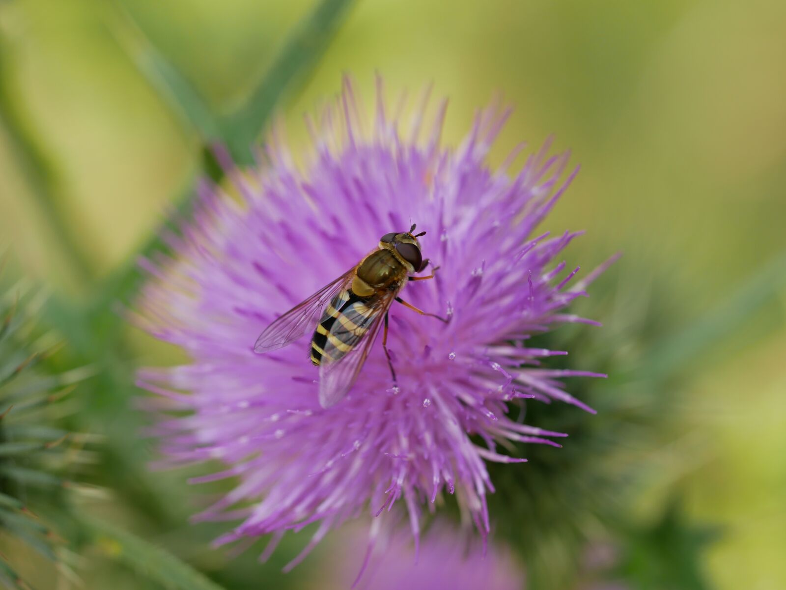 Panasonic Lumix DMC-GX85 (Lumix DMC-GX80 / Lumix DMC-GX7 Mark II) sample photo. Clover, flower, insect photography