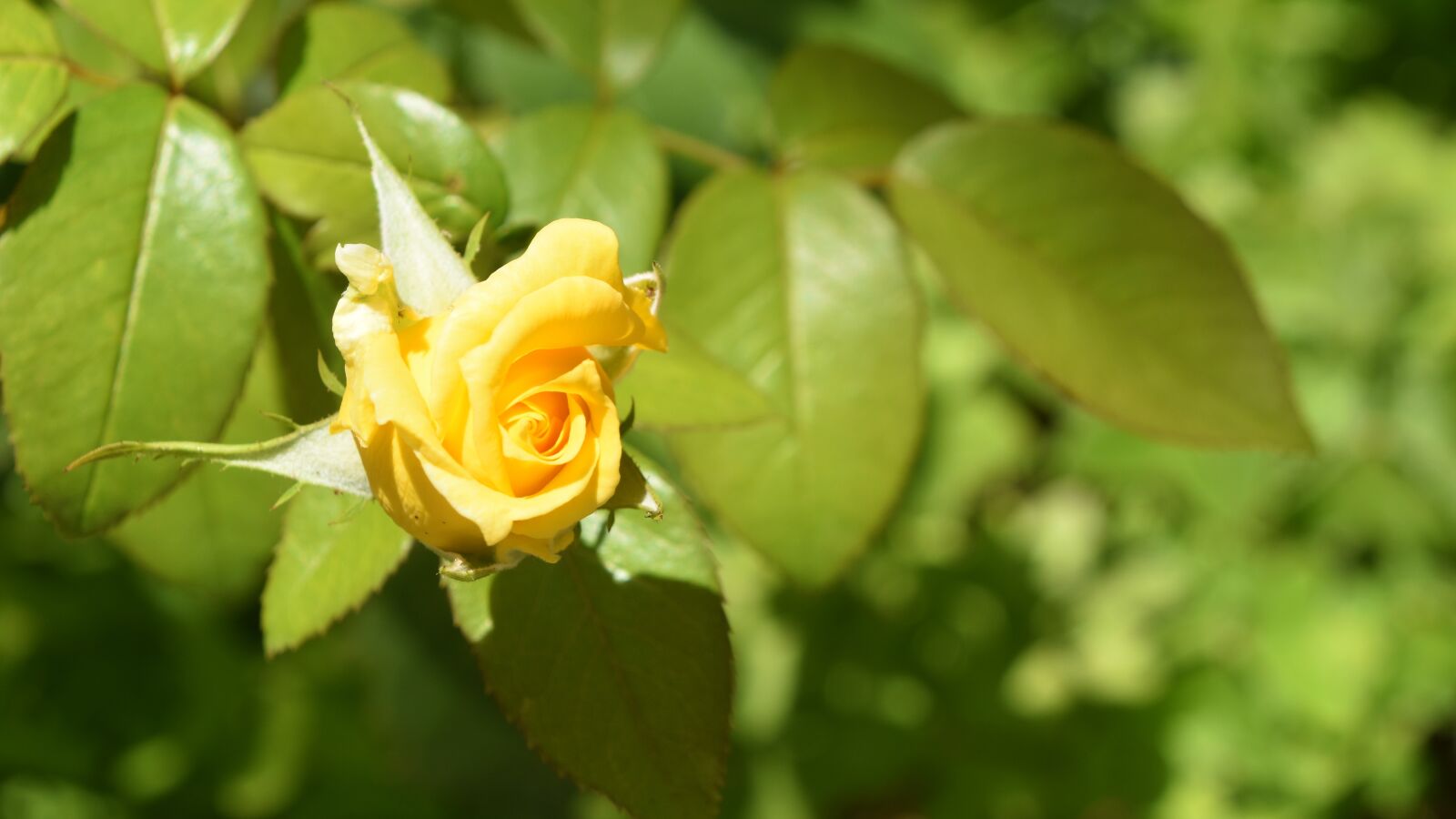 Nikon D5600 sample photo. Pink, flower, yellow photography