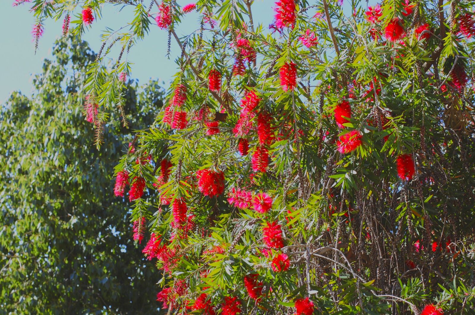 Nikon D40 sample photo. Garden, flowers, flower photography