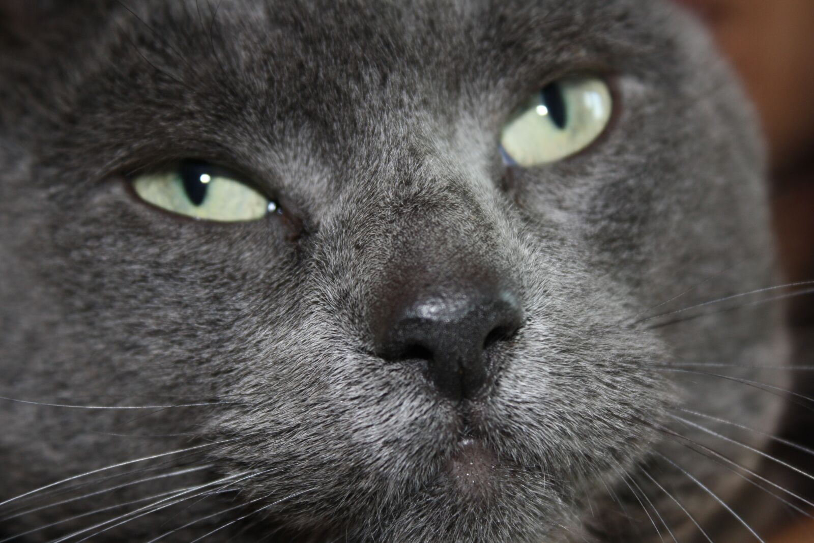 Canon EOS 1000D (EOS Digital Rebel XS / EOS Kiss F) sample photo. Cat, mammal, portrait photography