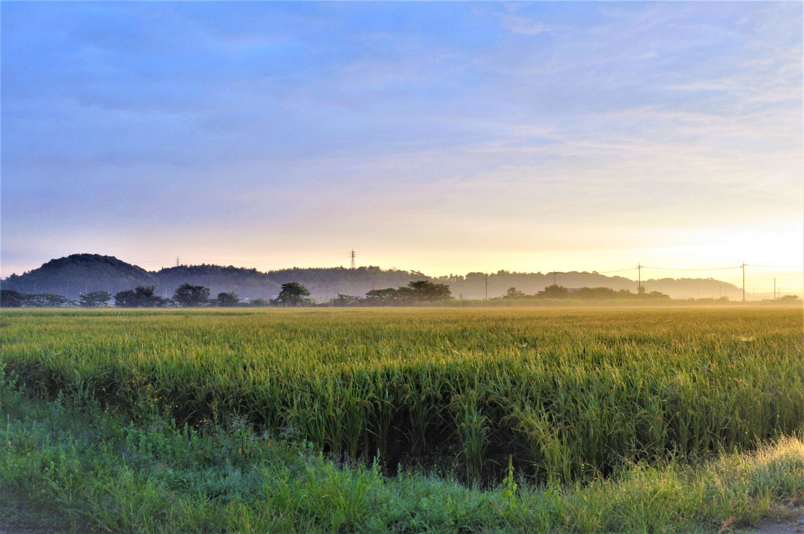 Nikon D90 sample photo. Natural, landscape, yamada's rice photography