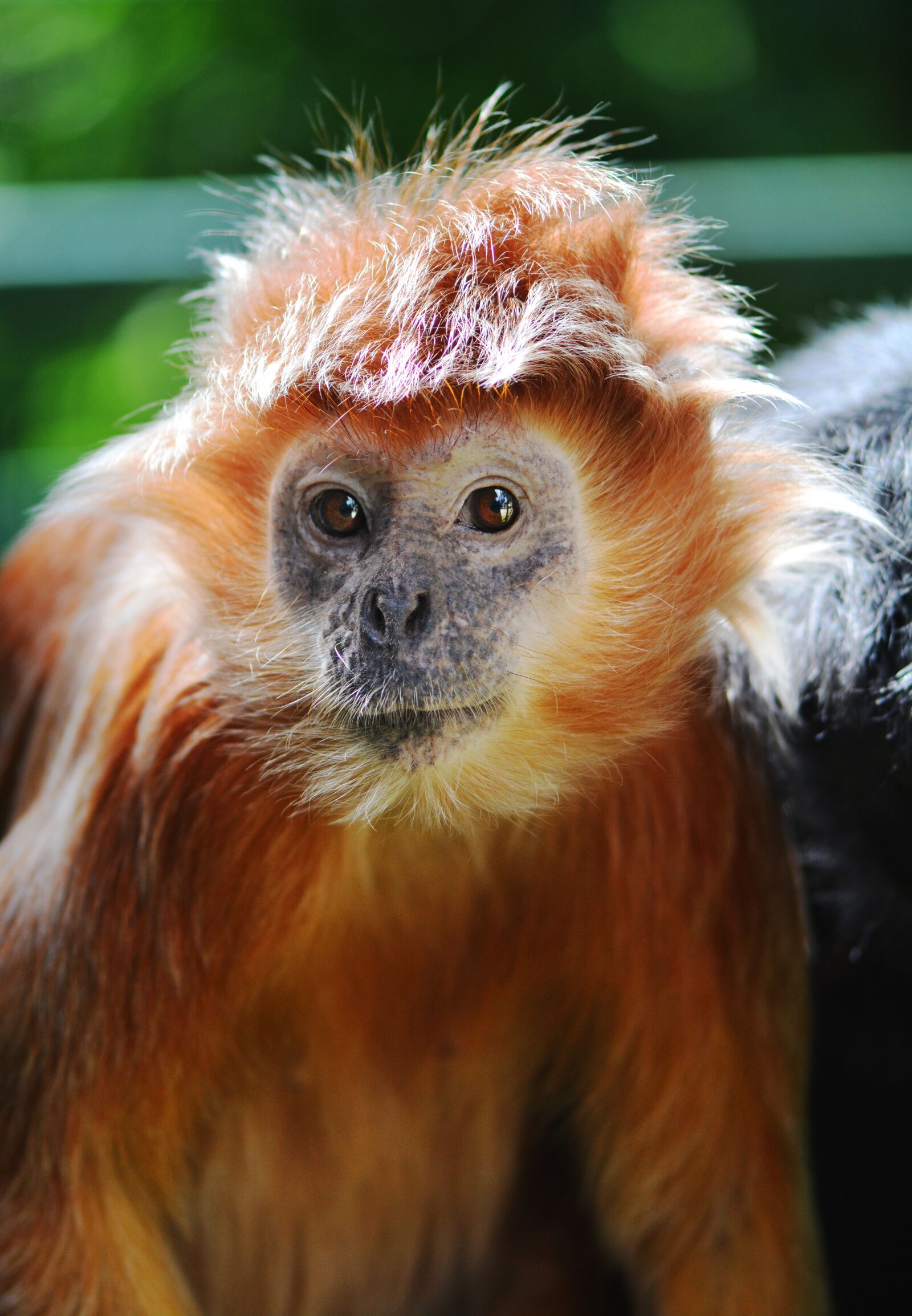 Nikon D7100 sample photo. Monkey, lutung, javanese photography