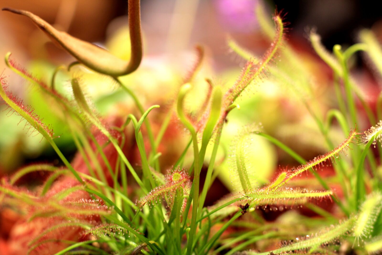 Canon EOS 600D (Rebel EOS T3i / EOS Kiss X5) sample photo. Drosera, sundew, insectenetend photography