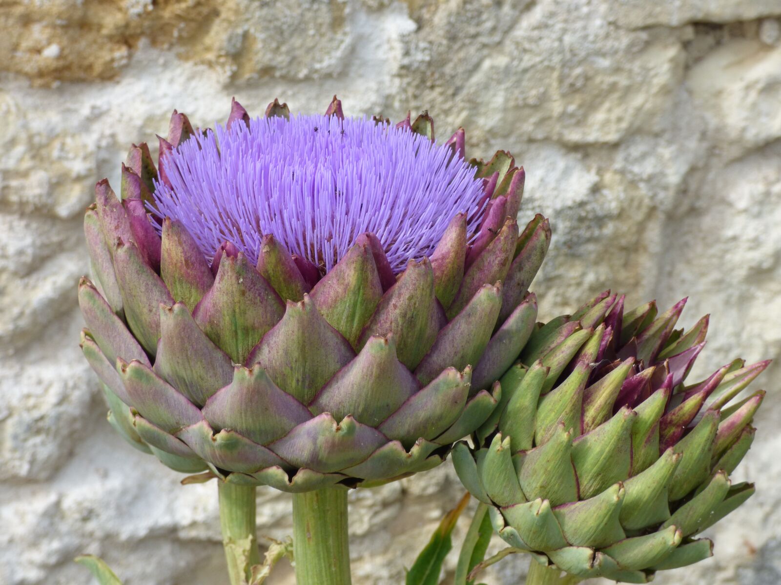 Panasonic DMC-FZ72 sample photo. Flower, artichoke, flowering photography