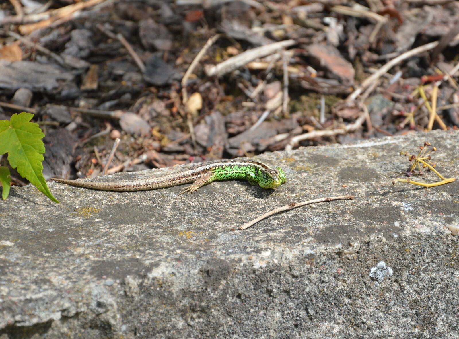 Nikon D3200 sample photo. Lizard, green, reptile photography