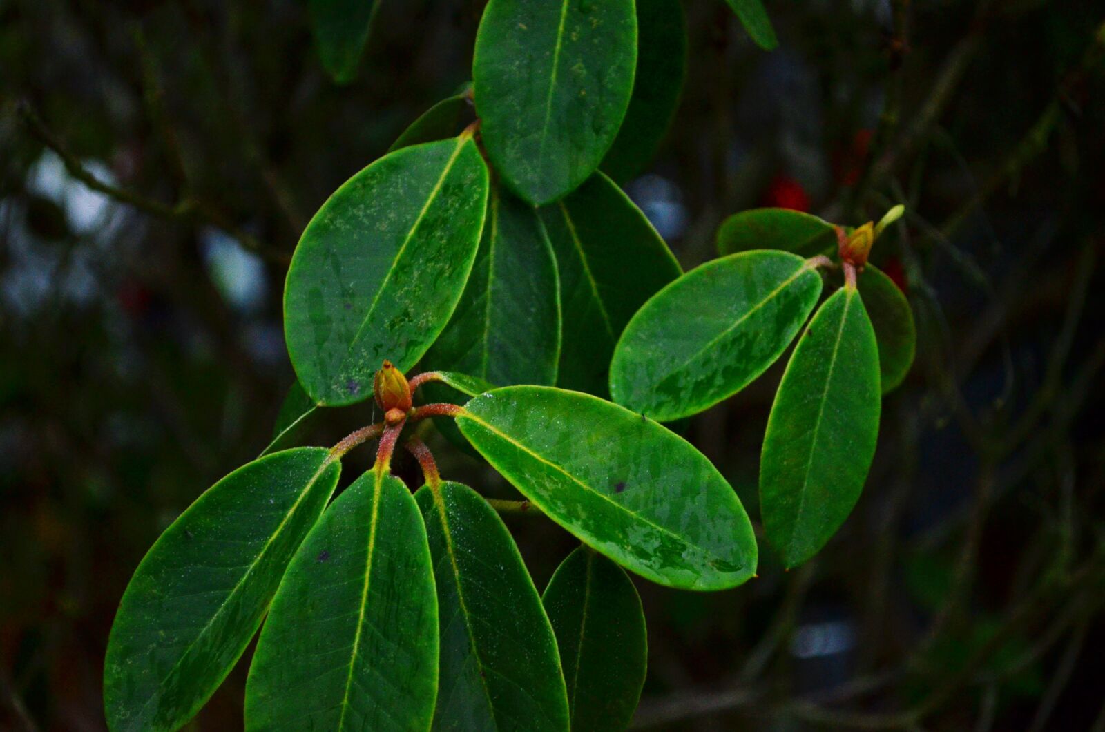 Nikon D5100 sample photo. Green, leaves, stem photography