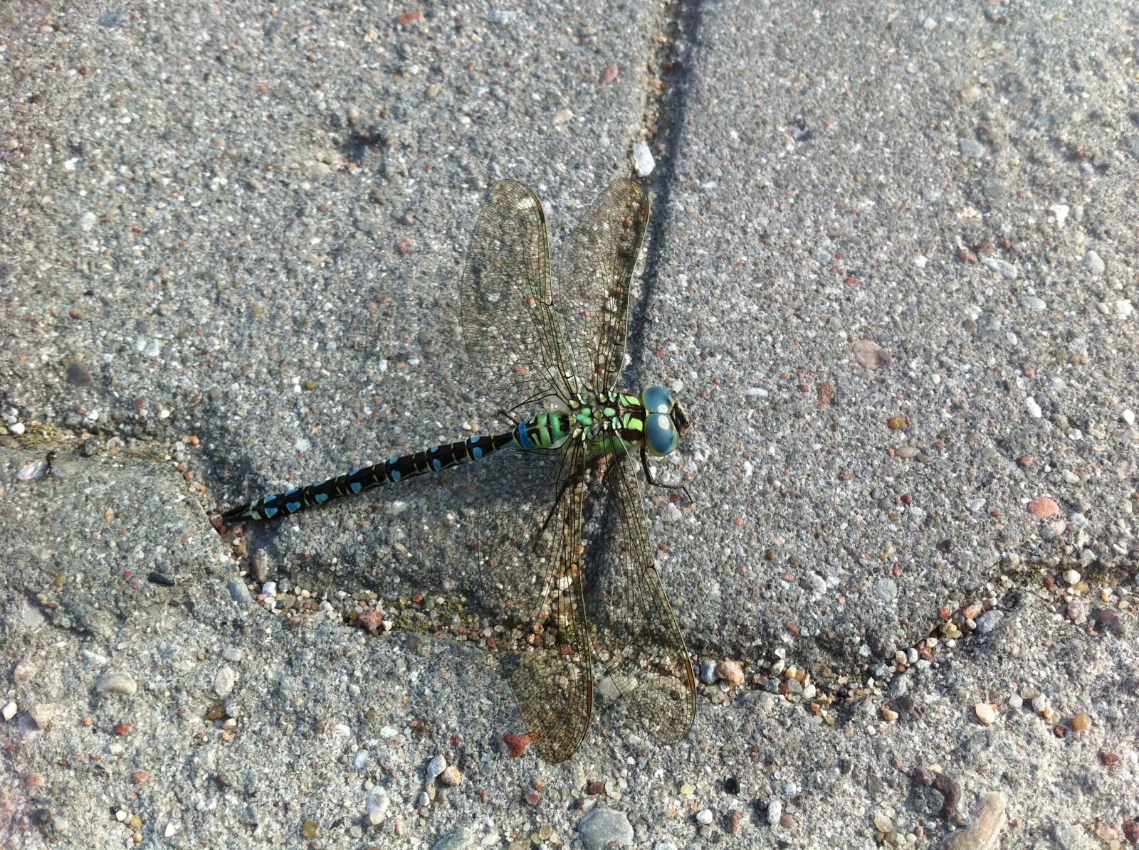 Apple iPhone 4 + iPhone 4 back camera 3.85mm f/2.8 sample photo. Dragonfly, insect, micro photography