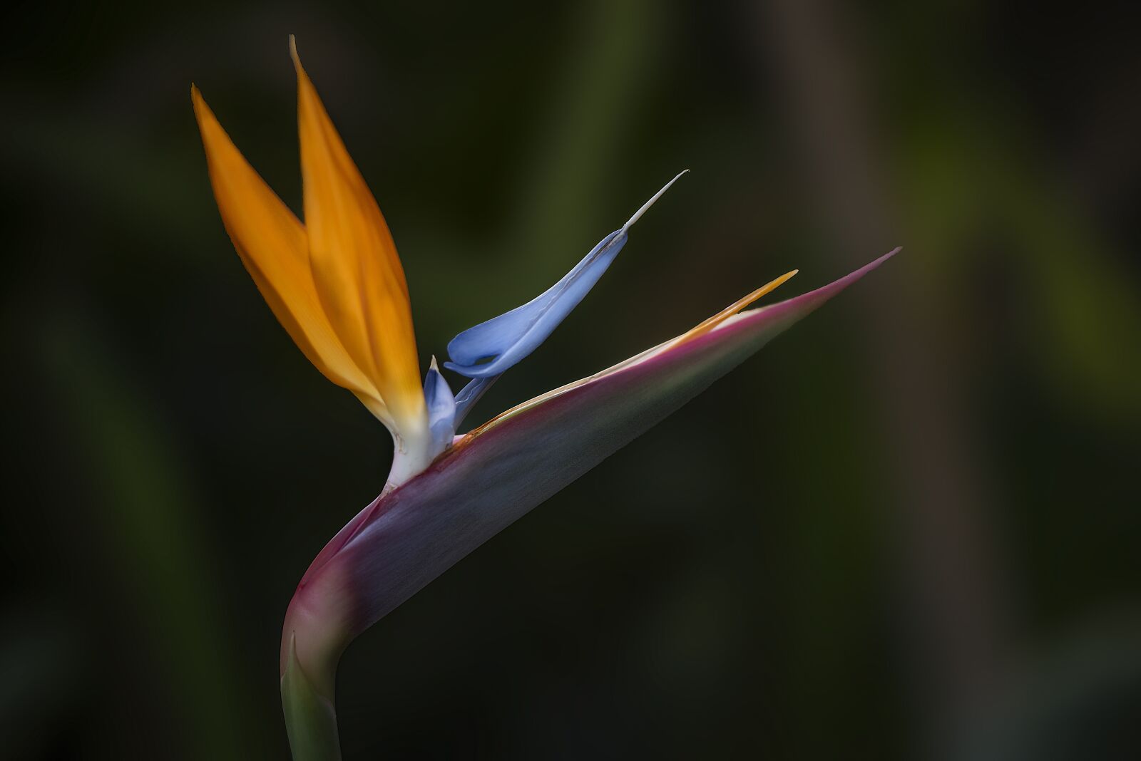 Nikon D810 sample photo. Flower, tropical, exotic photography
