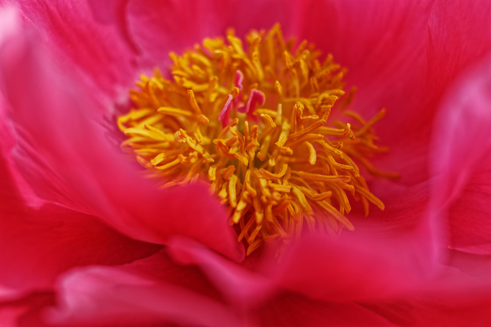 Canon EF-S 24mm F2.8 STM sample photo. Flowers, flora, plant photography