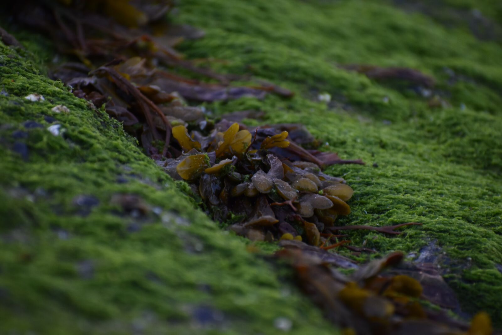 Nikon D3500 sample photo. Seaweed, sea, beach photography
