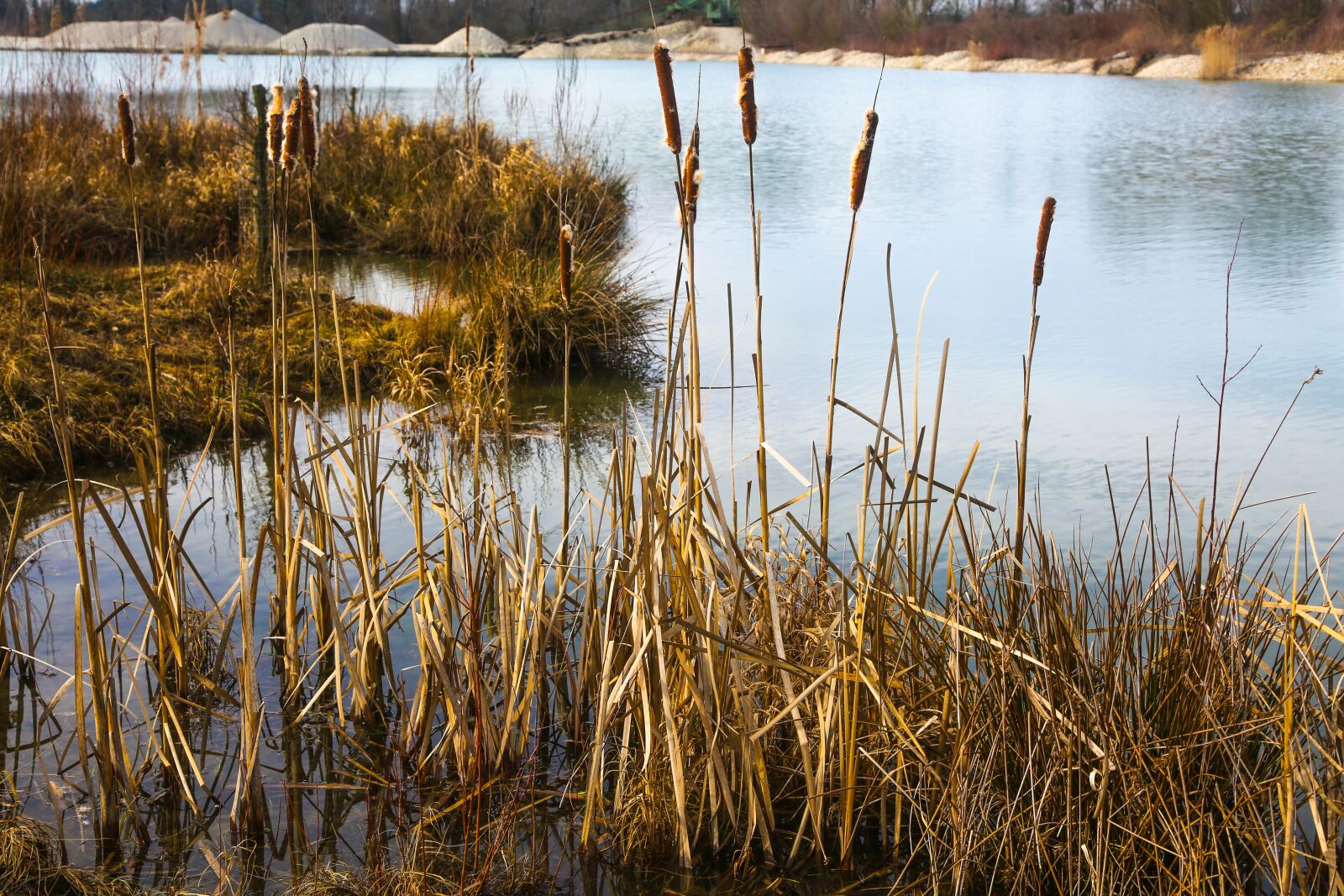 Canon EF 24-105mm F4L IS USM sample photo. Water, reed, lake photography