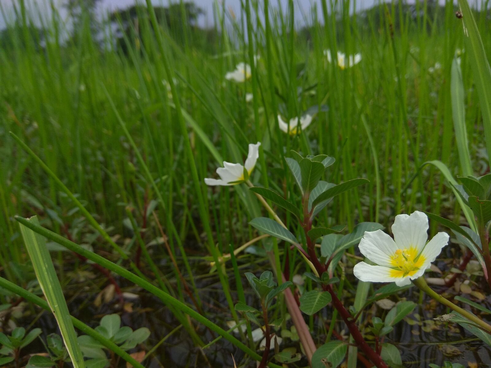 Xiaomi Redmi Note 4 sample photo. White flower, nature, landscape photography