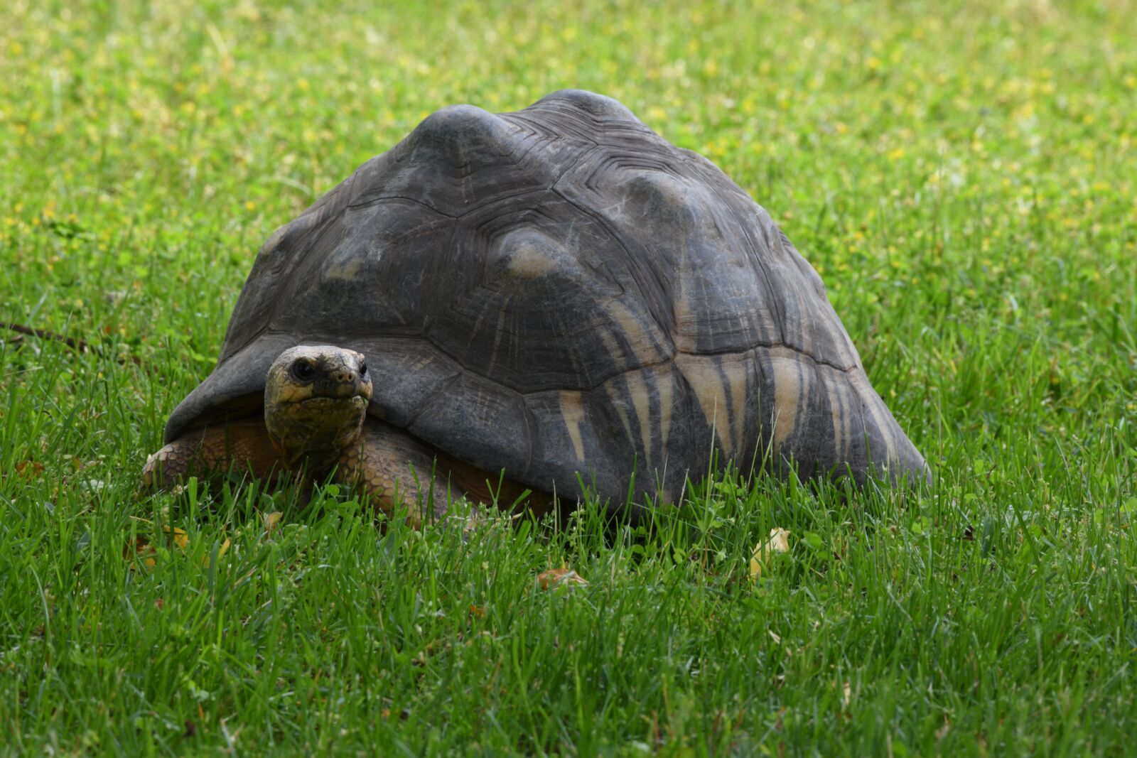 Nikon D850 sample photo. Tortoise, turtle, shell photography