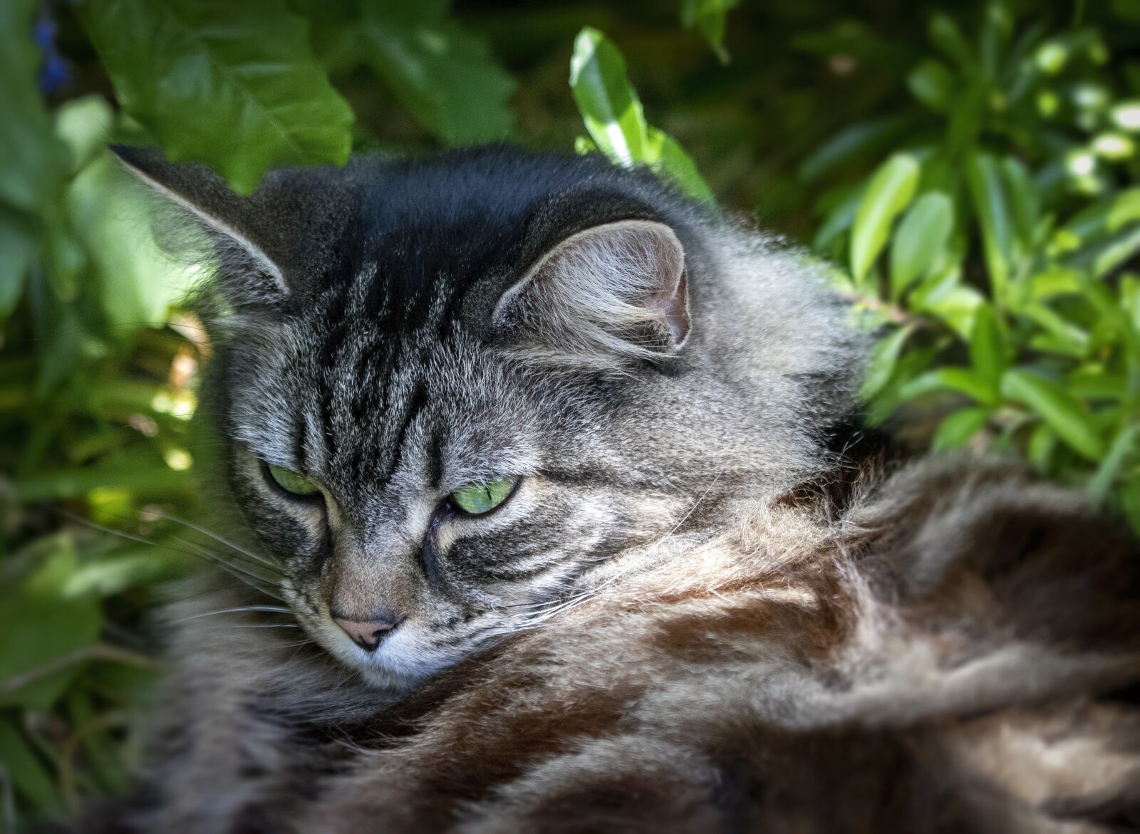 Sigma 100-400mm F5-6.3 DG OS HSM sample photo. Cat, pet, portrait photography