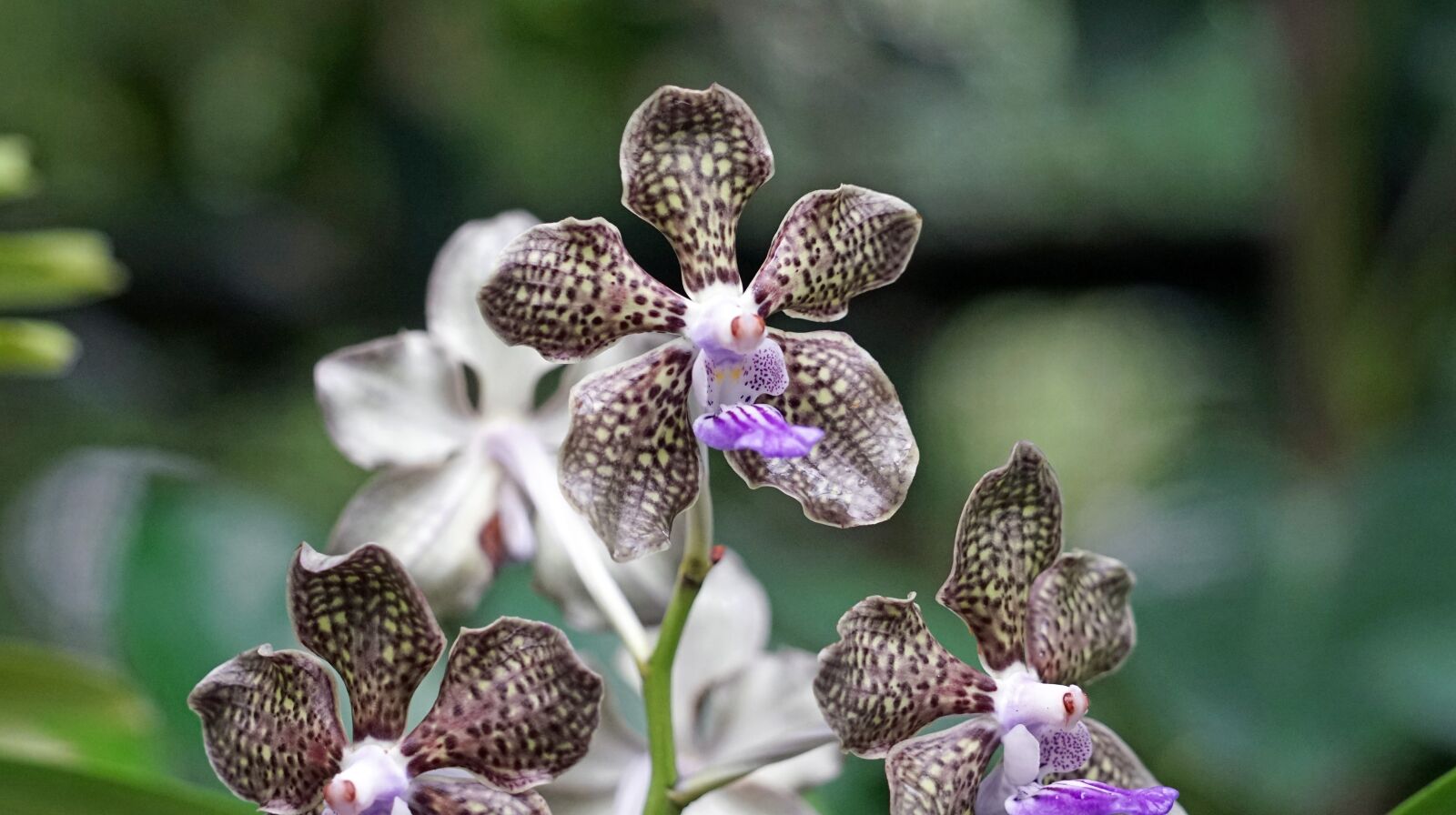 Sony a7 + Sony FE 24-240mm F3.5-6.3 OSS sample photo. Orchid, botanical garden, singapore photography