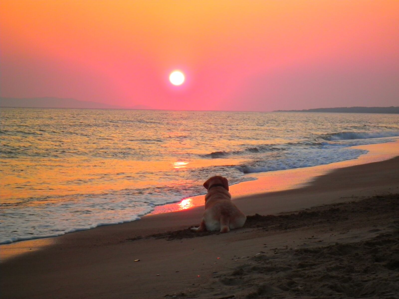 Olympus FE-5035 sample photo. Sunset, beach, labrador colorful photography