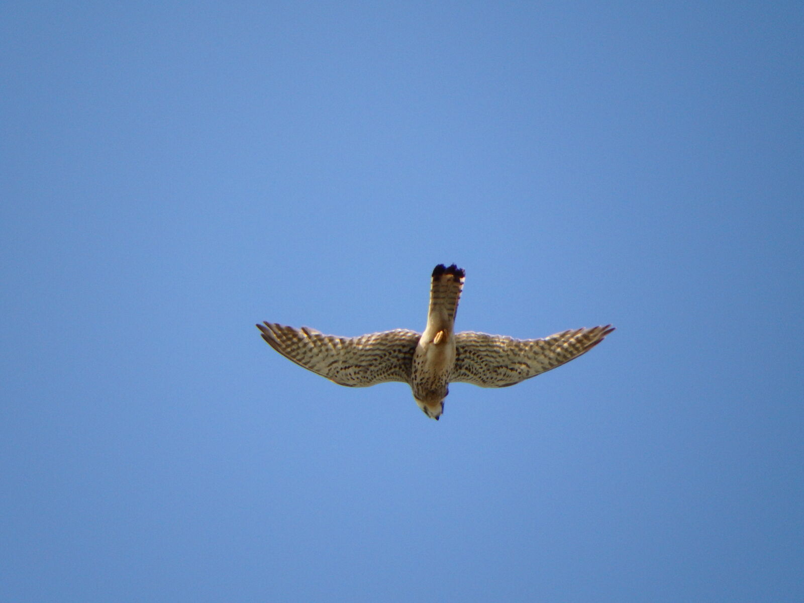 Olympus SP-100EE sample photo. Bird, falcon, kestrel photography