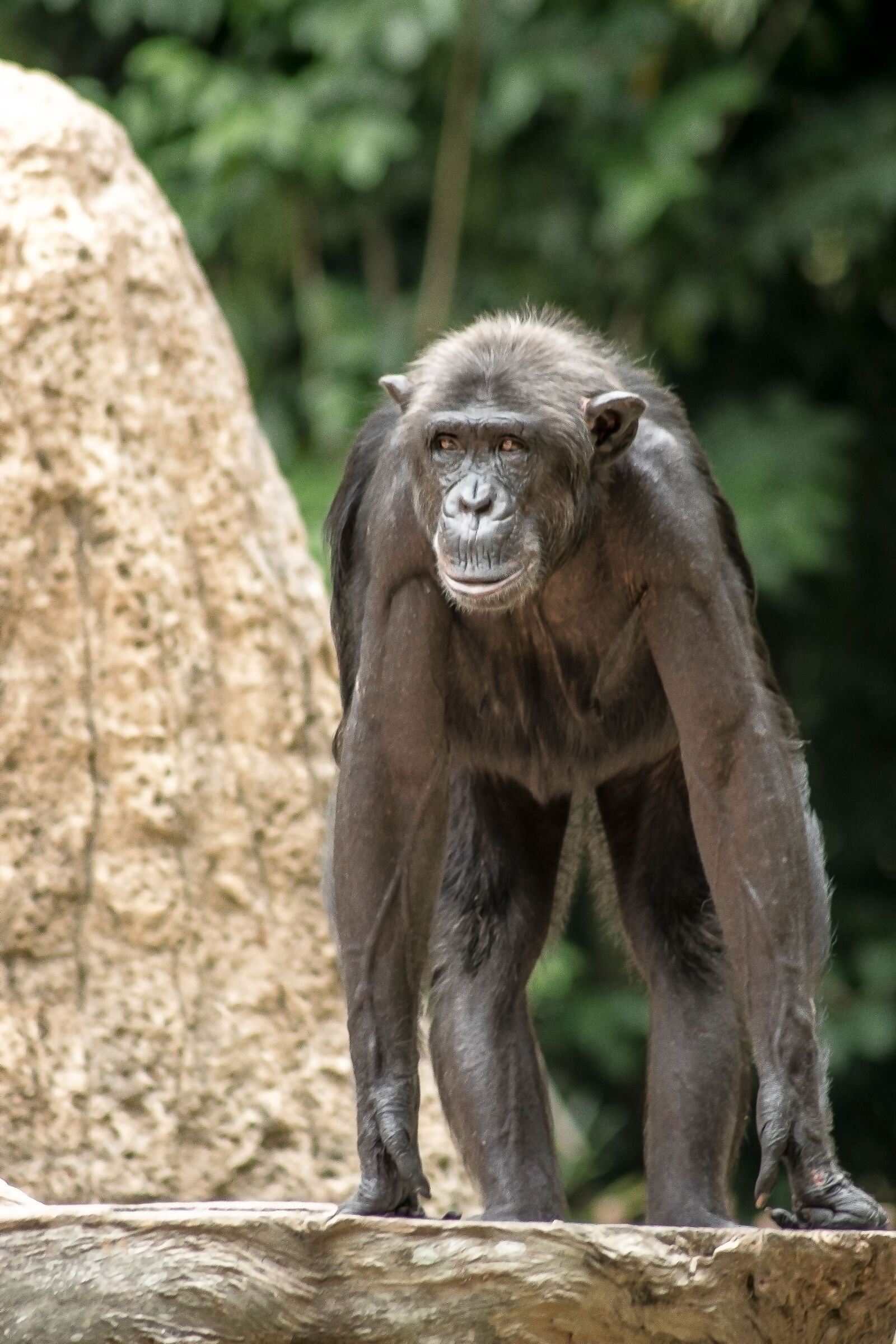 Nikon D5500 sample photo. Zoo, animal, gorilla photography