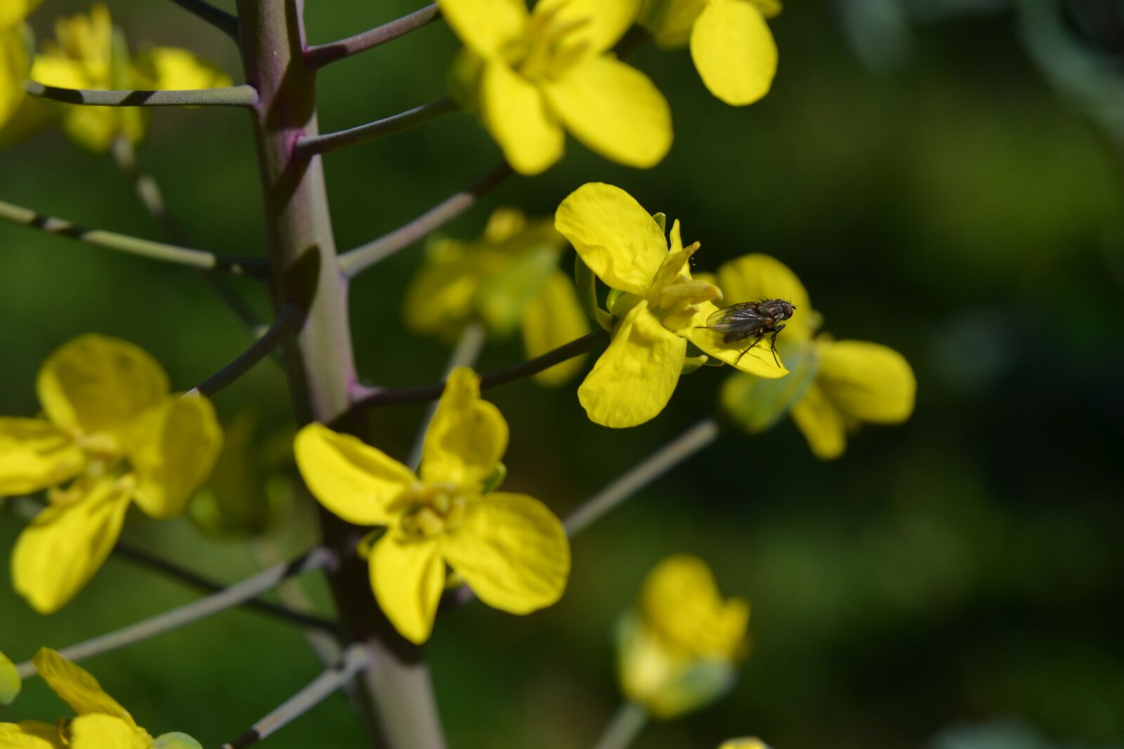 Nikon D3100 sample photo. Flowering kale, kale, nature photography