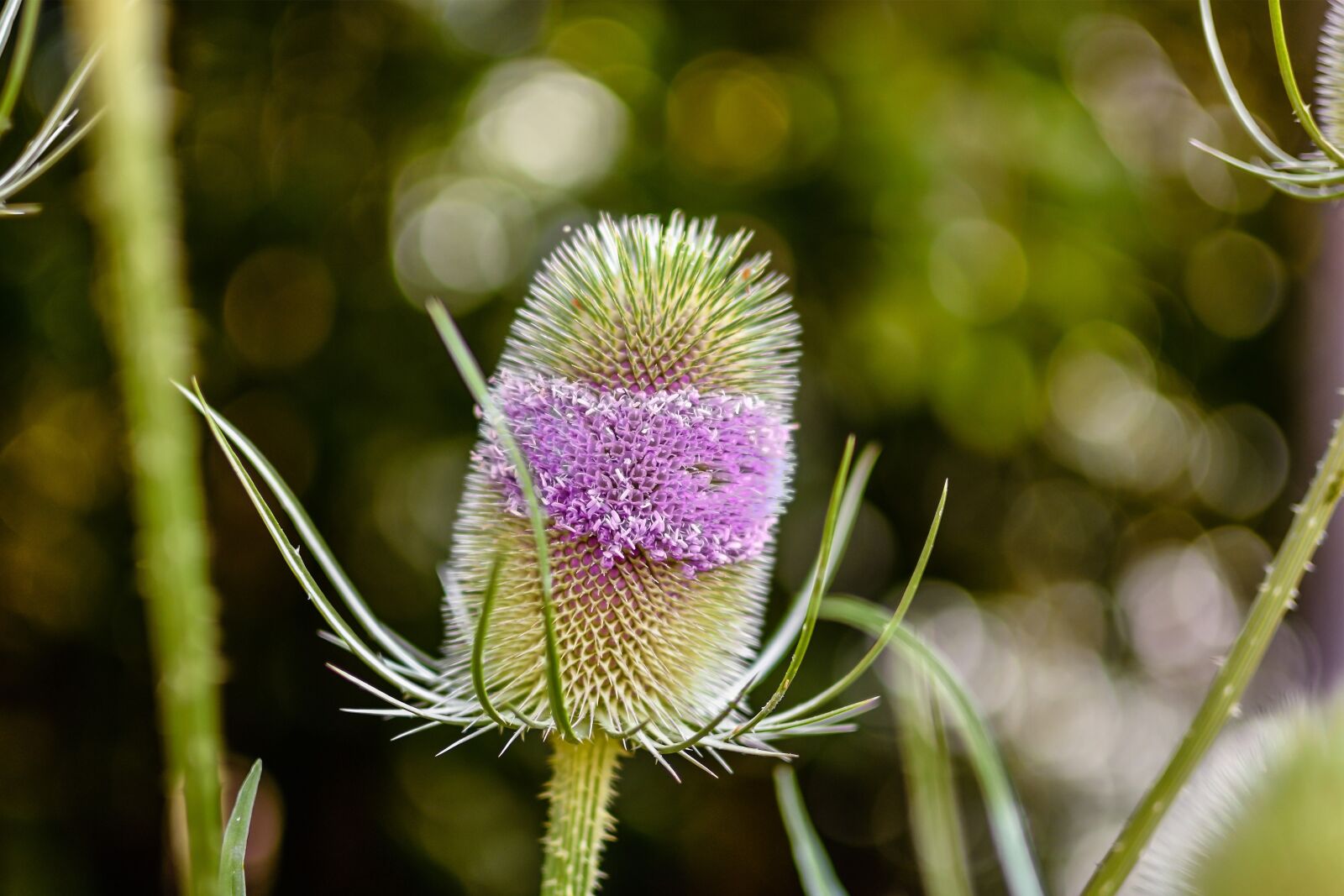 Nikon D7200 sample photo. Wild teasel, thistle, dispacus photography