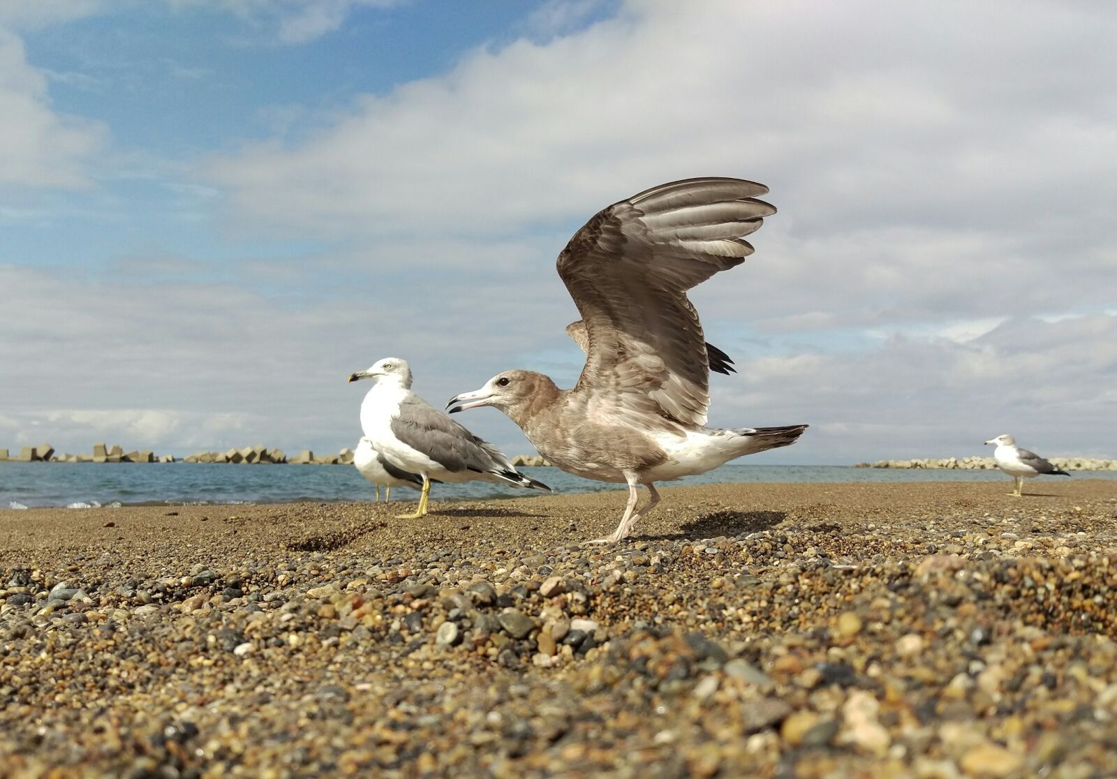 HTC HTV31 sample photo. Sea, beach, sea gull photography