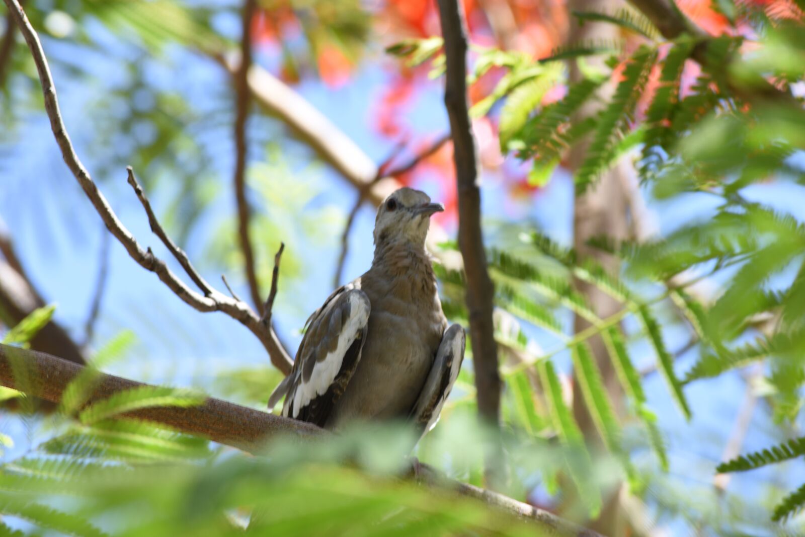 Nikon D3400 sample photo. Bird, cute, animal photography