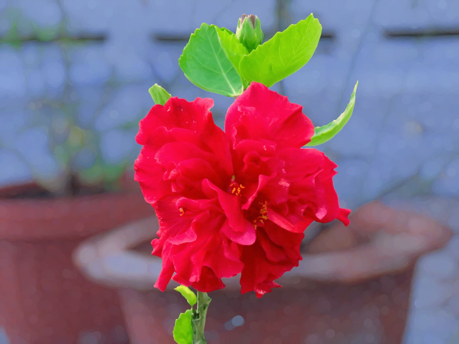 Canon PowerShot SX60 HS sample photo. Hibiscus, red flowers, flower photography