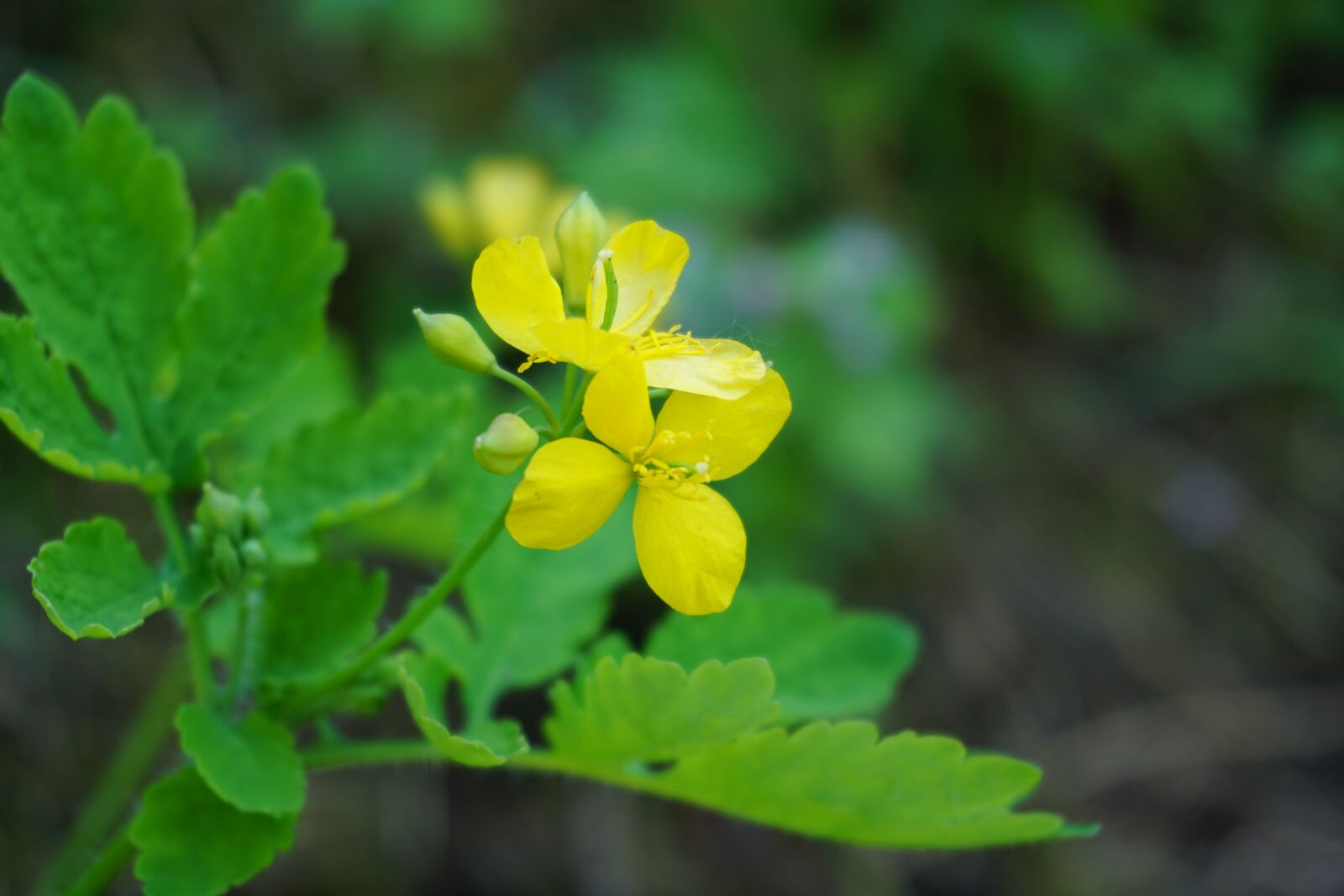 Sony a6000 sample photo. Yellow flowers, flowers, field photography