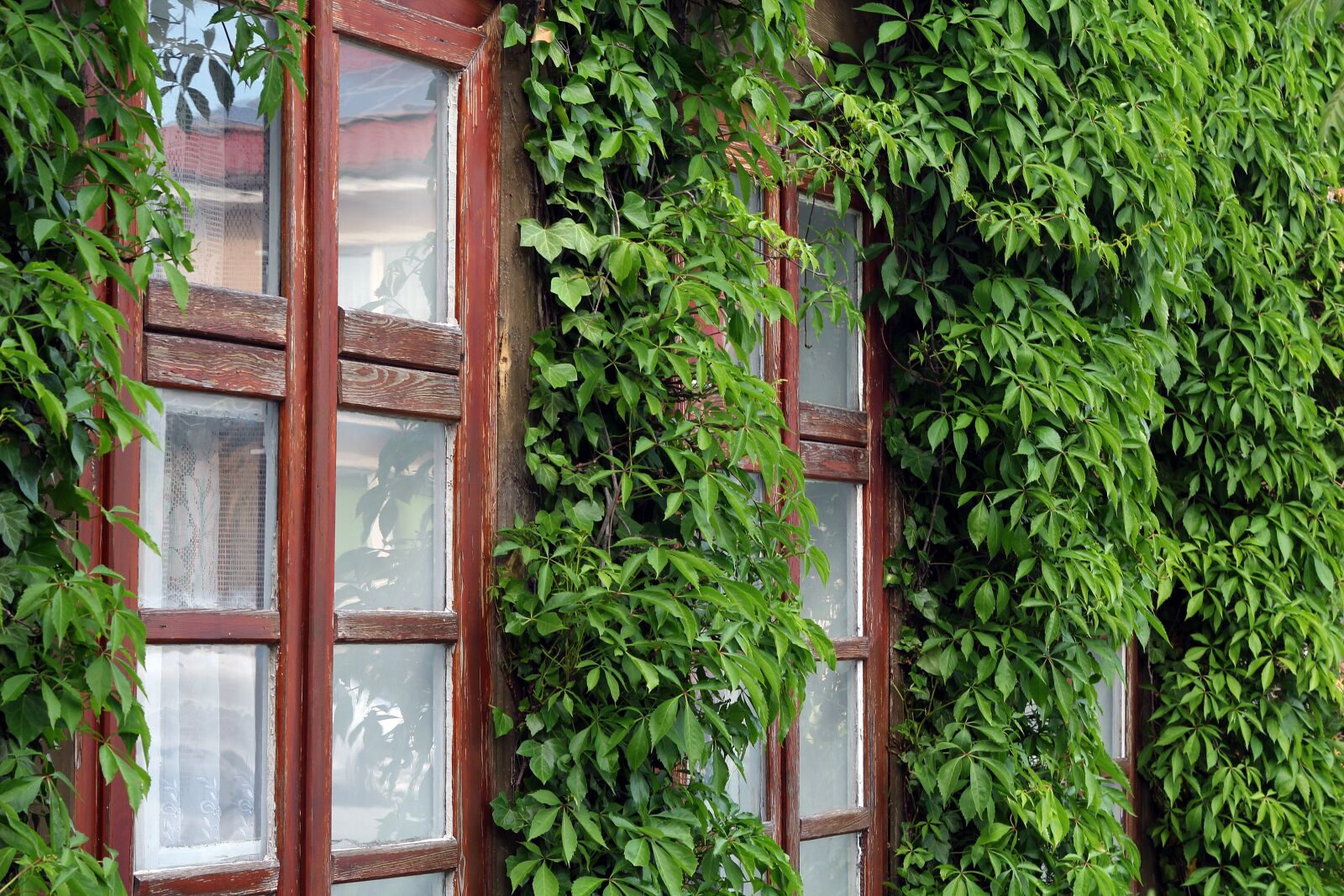 Canon EOS 1200D (EOS Rebel T5 / EOS Kiss X70 / EOS Hi) sample photo. The window, overgrown, old photography