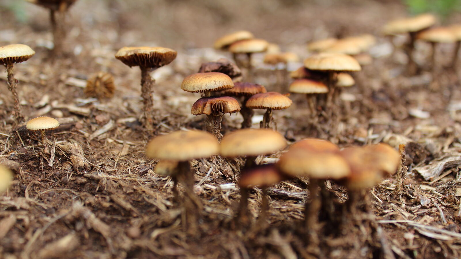 Canon EOS 1300D (EOS Rebel T6 / EOS Kiss X80) sample photo. Close, up, mushroom, mushrooms photography