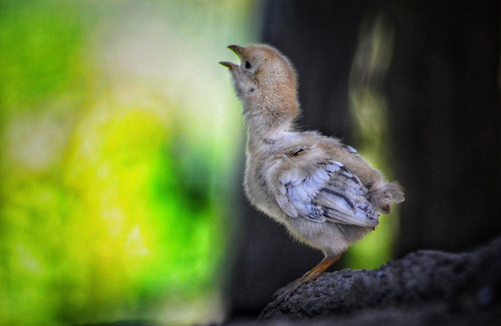 Nikon D5100 sample photo. Hen, animal, pet photography