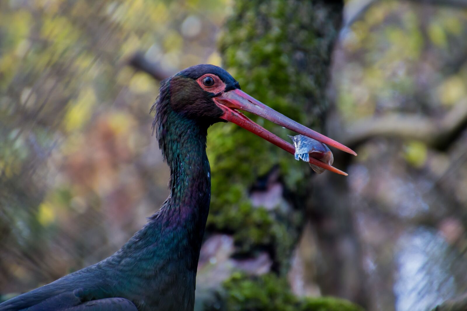 Canon EOS 70D sample photo. Black stork, stork, fish photography