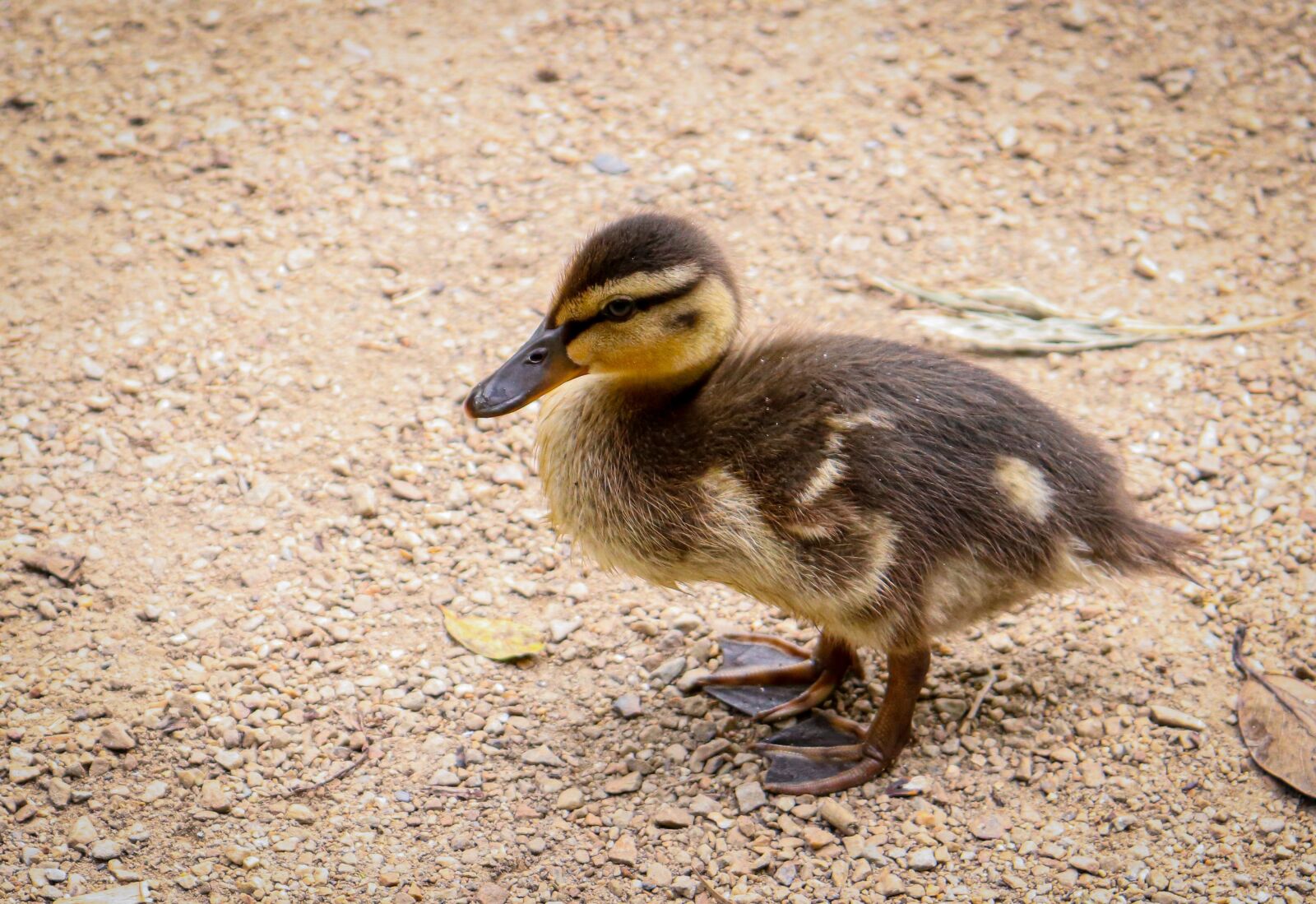 Canon EOS 77D (EOS 9000D / EOS 770D) sample photo. Entenkuecken, duckling, chicken photography
