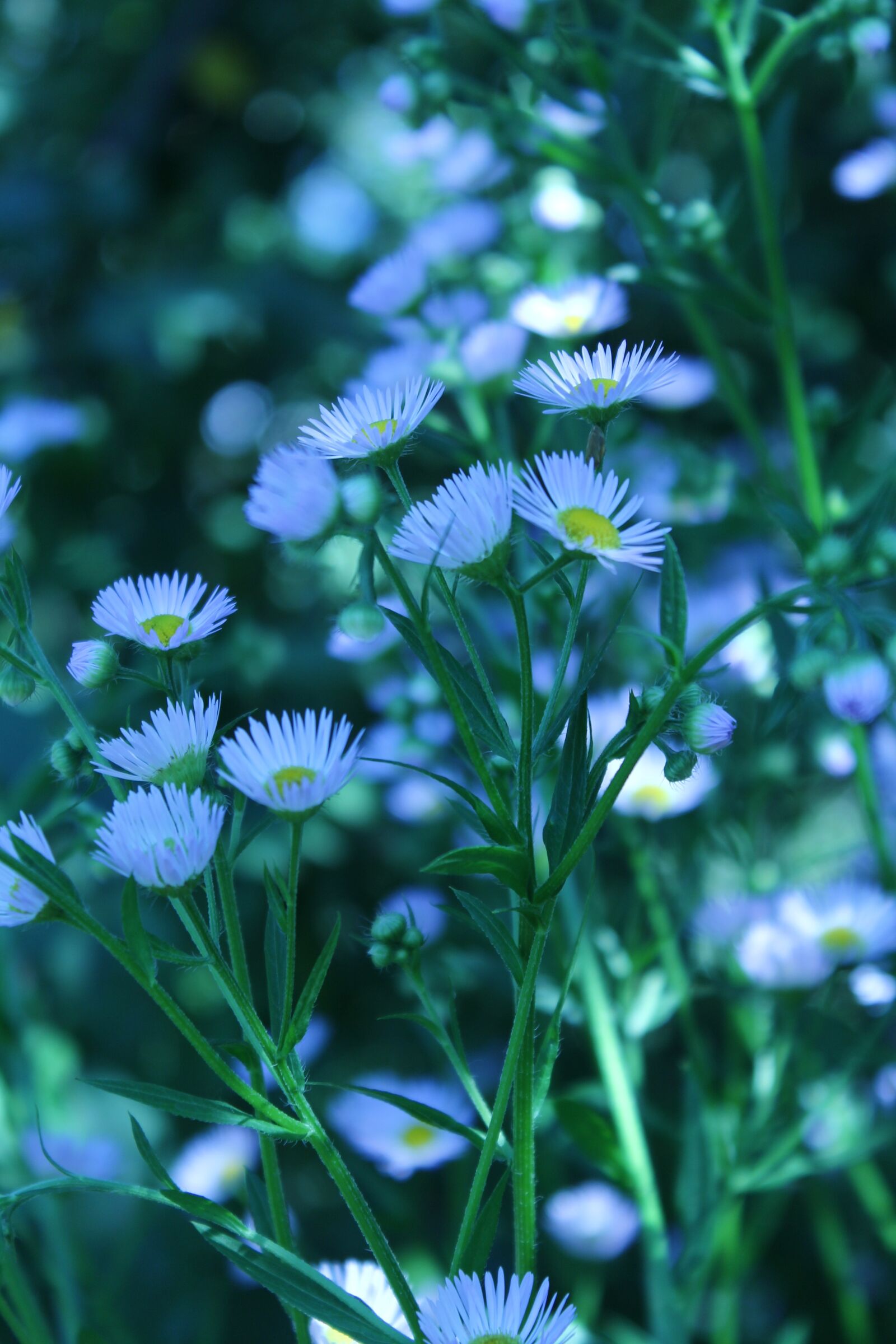 Canon EOS 1100D (EOS Rebel T3 / EOS Kiss X50) sample photo. Flowers, summer, blue color photography