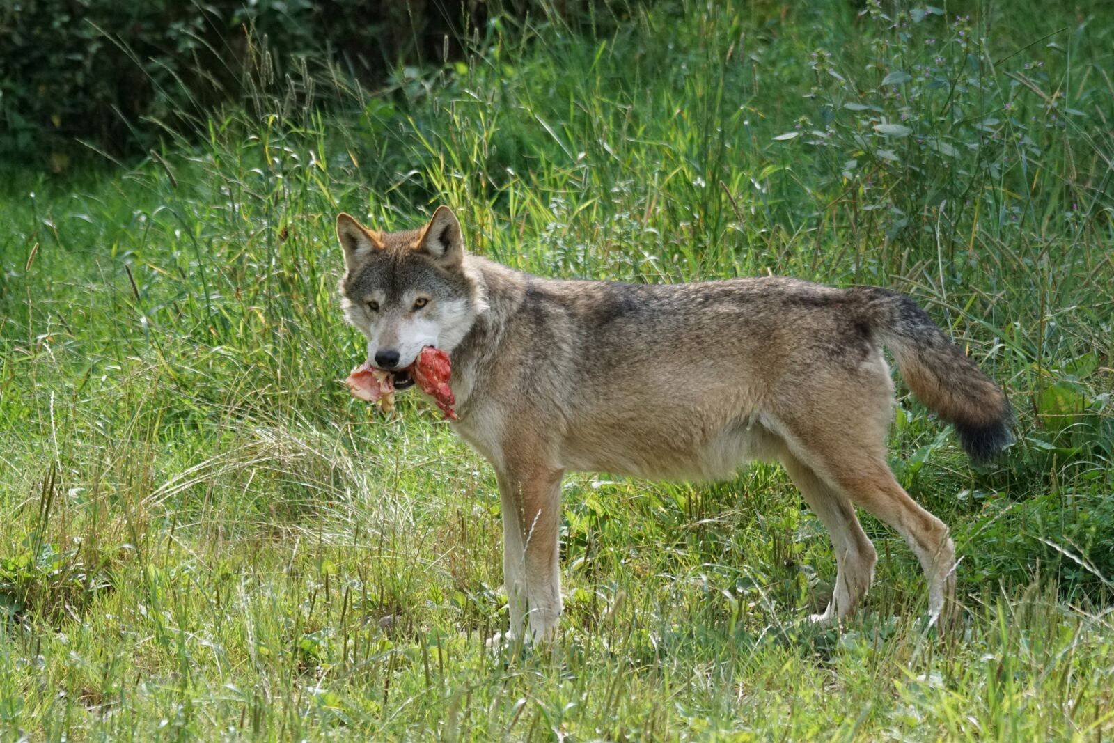 Sony 70-400mm F4-5.6 G SSM sample photo. Wolf, predator, food photography