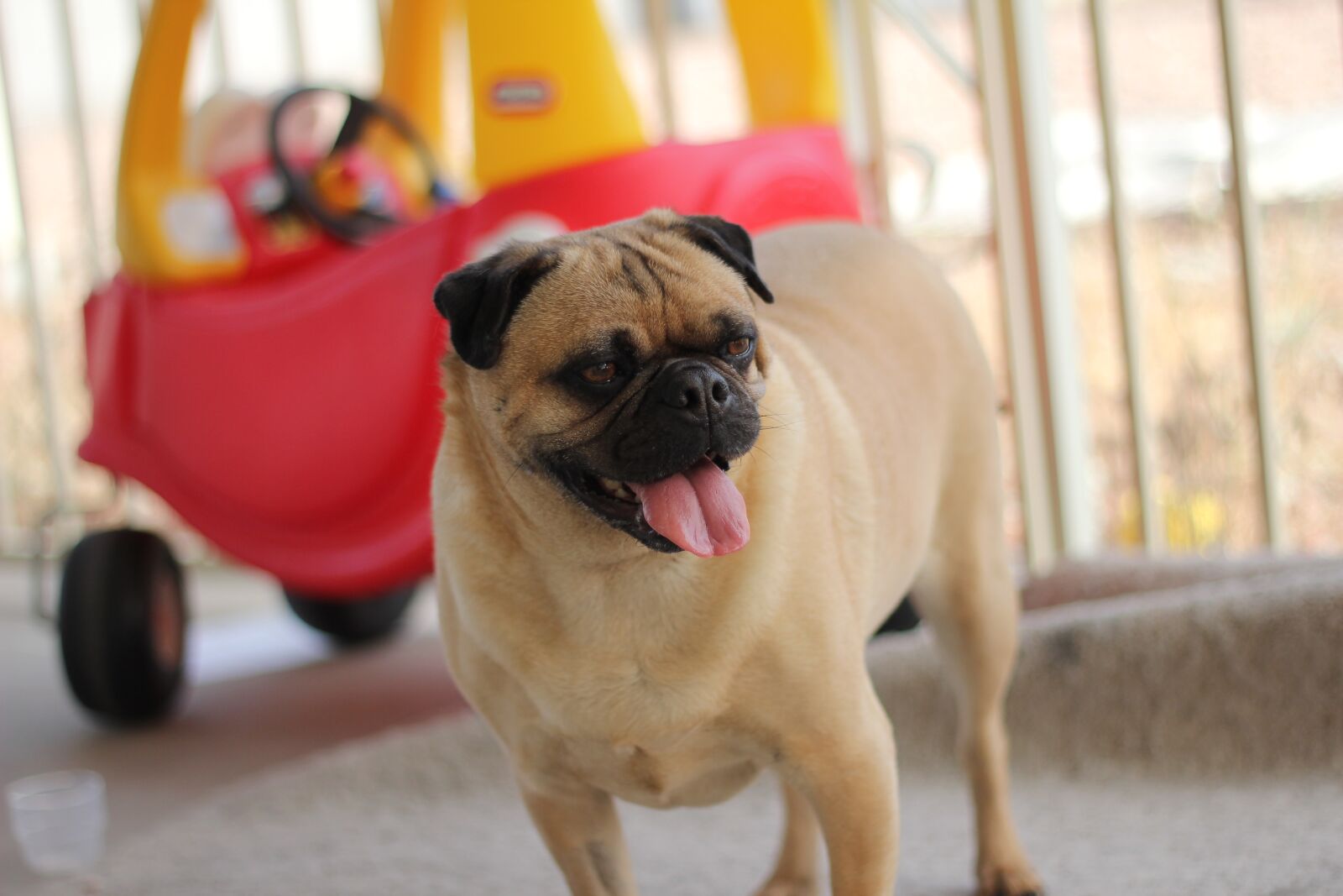 Canon EOS 60D + Canon EF 50mm F1.8 II sample photo. Pug, dog, animal photography